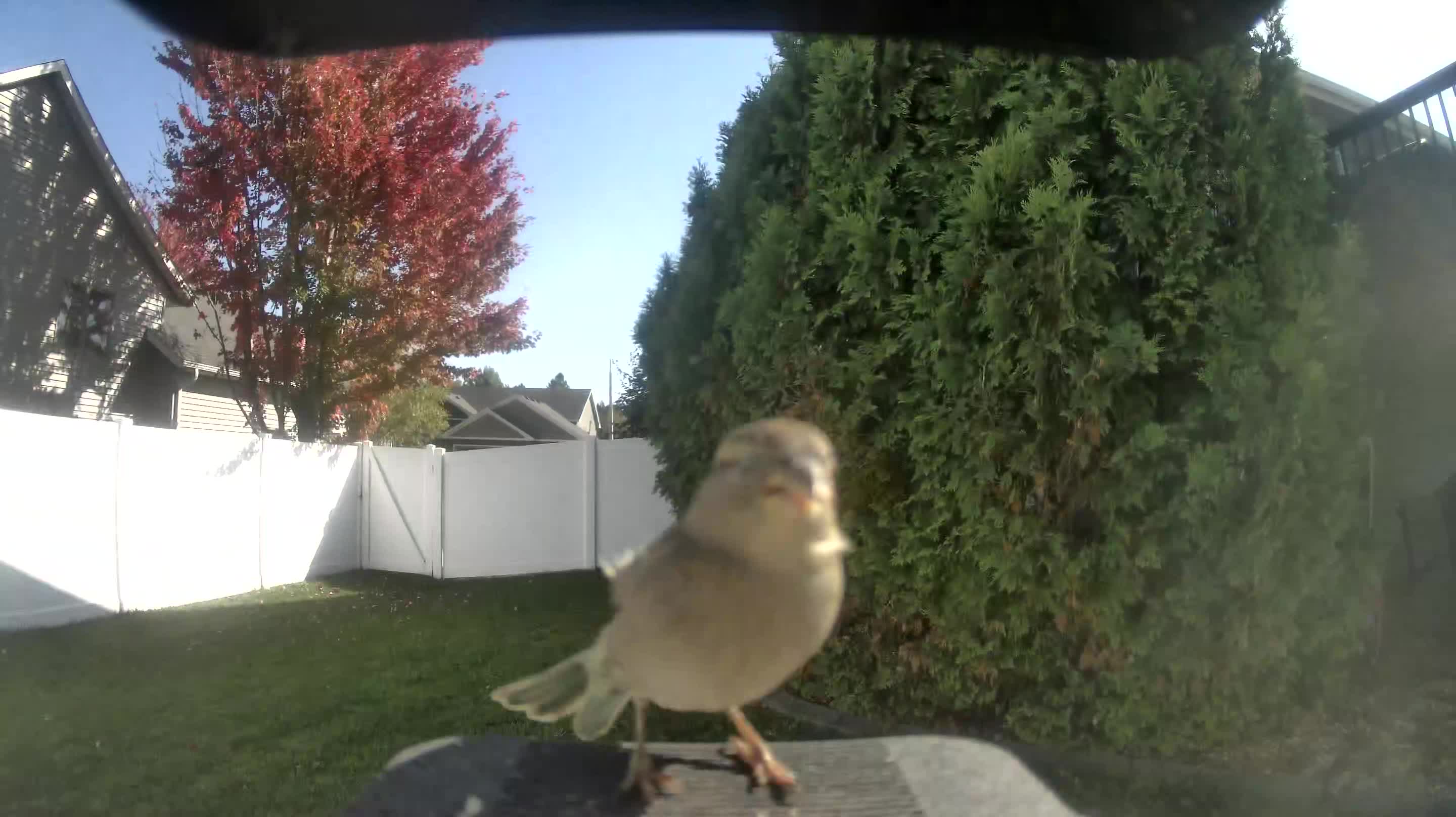 House Sparrow