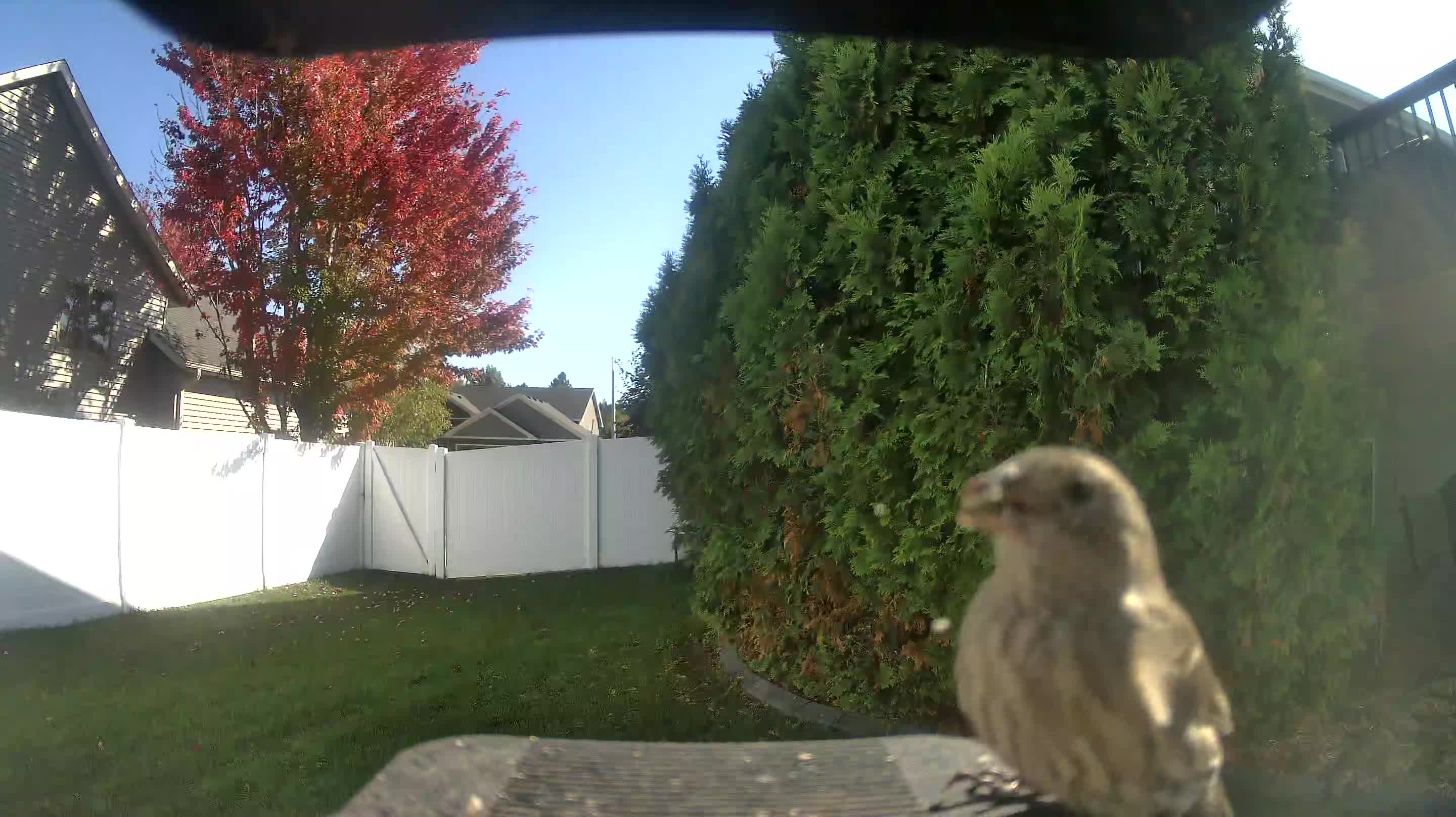 House Finch