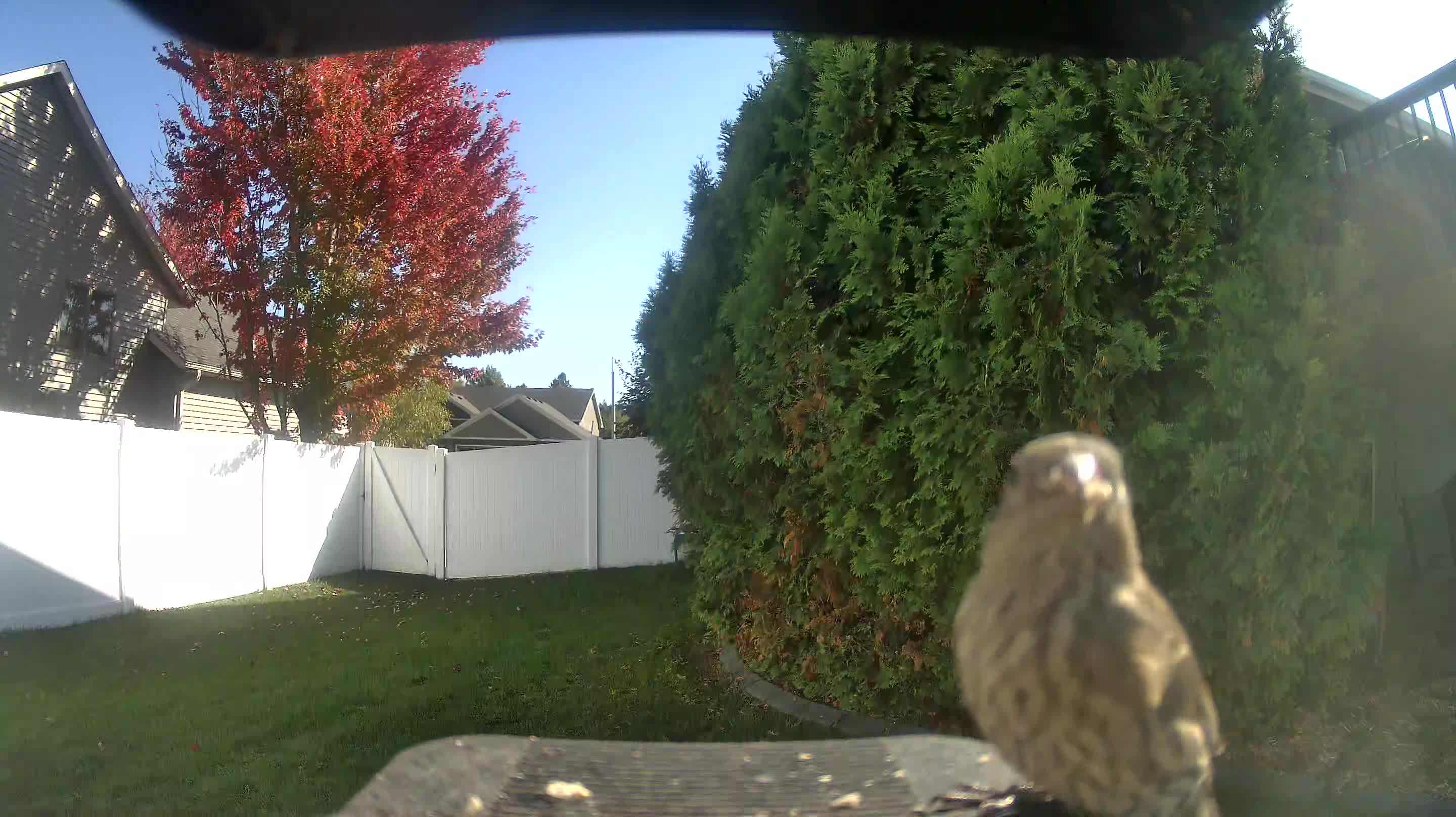 House Finch