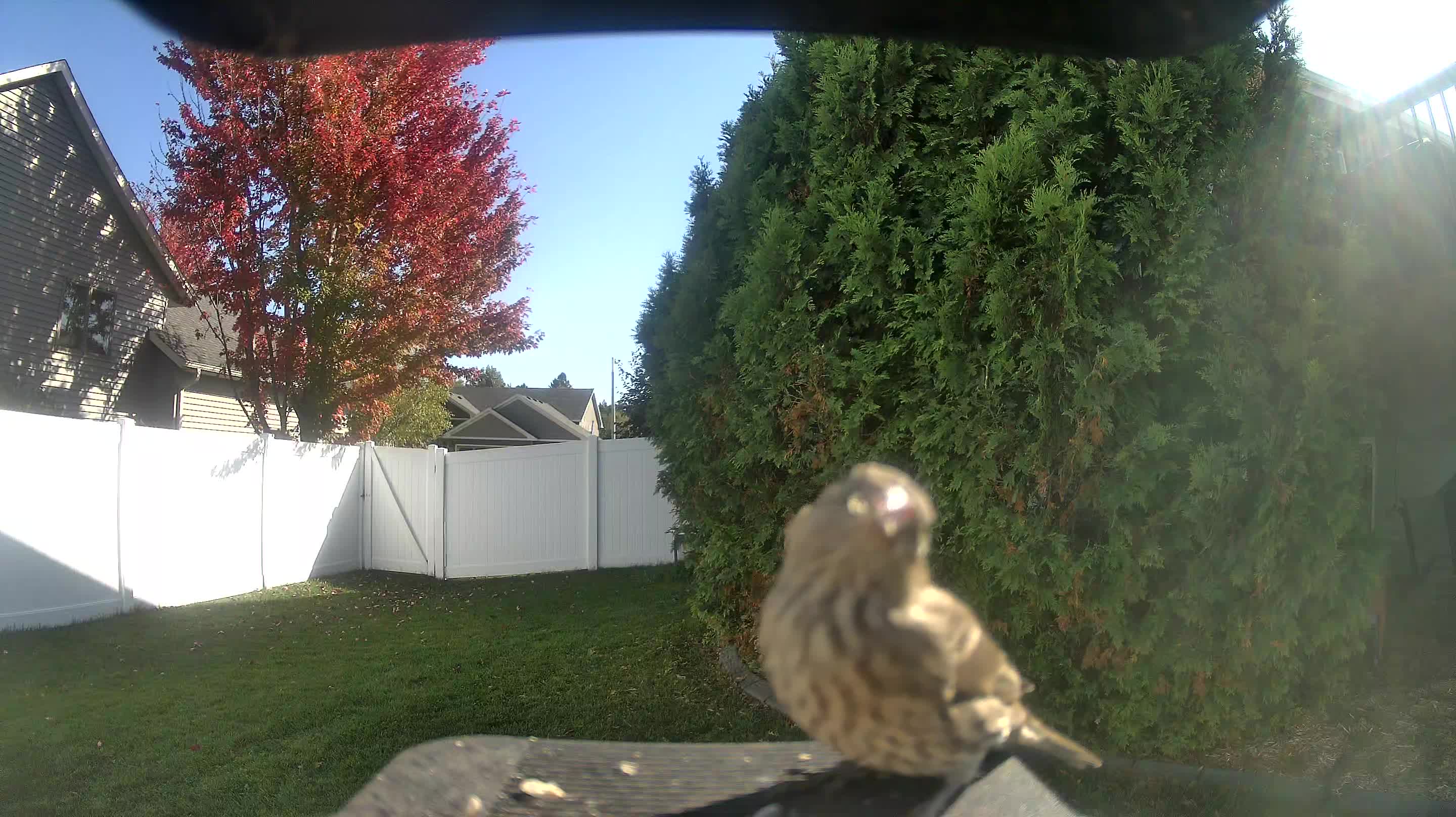 House Finch