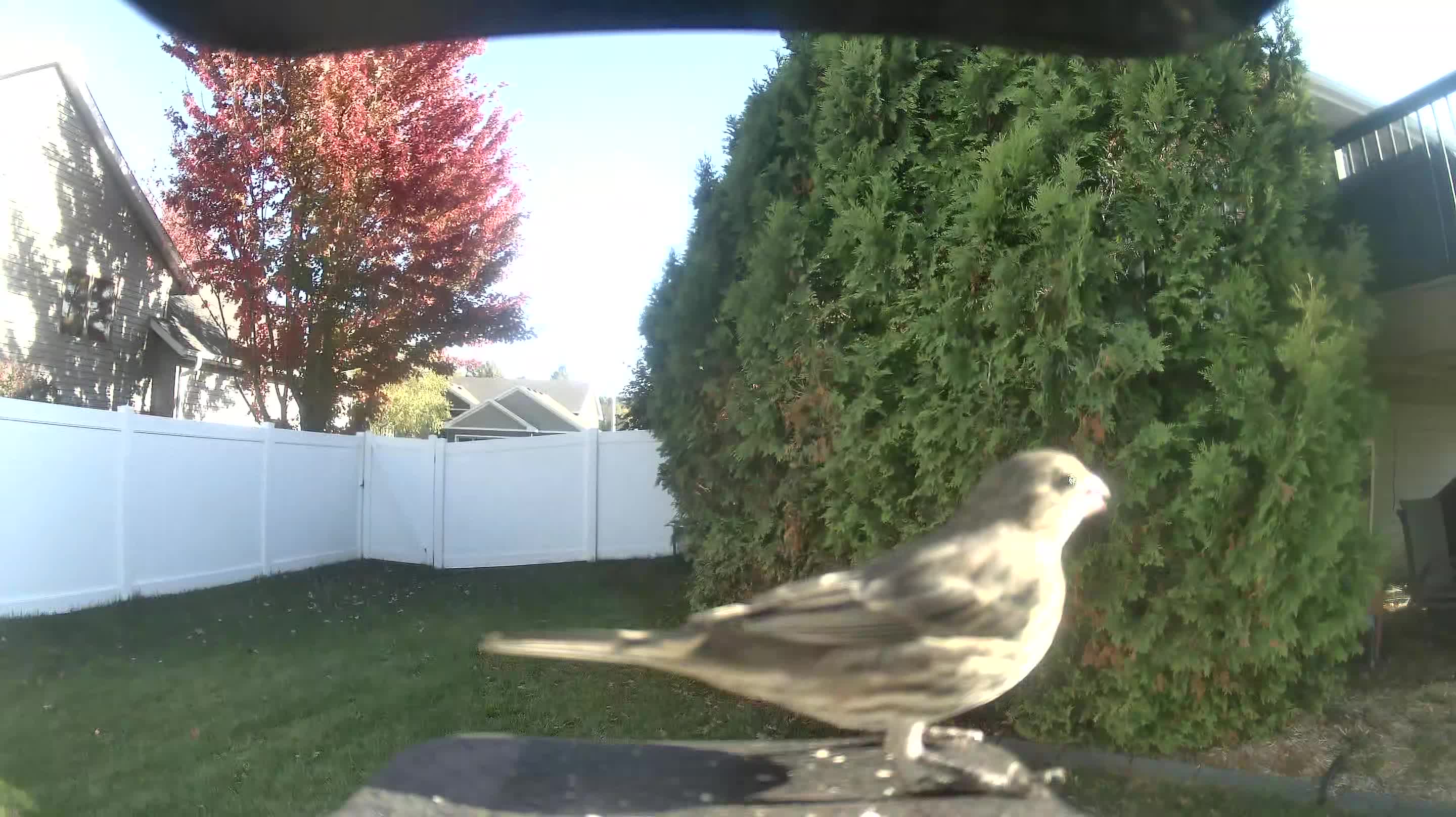 House Finch