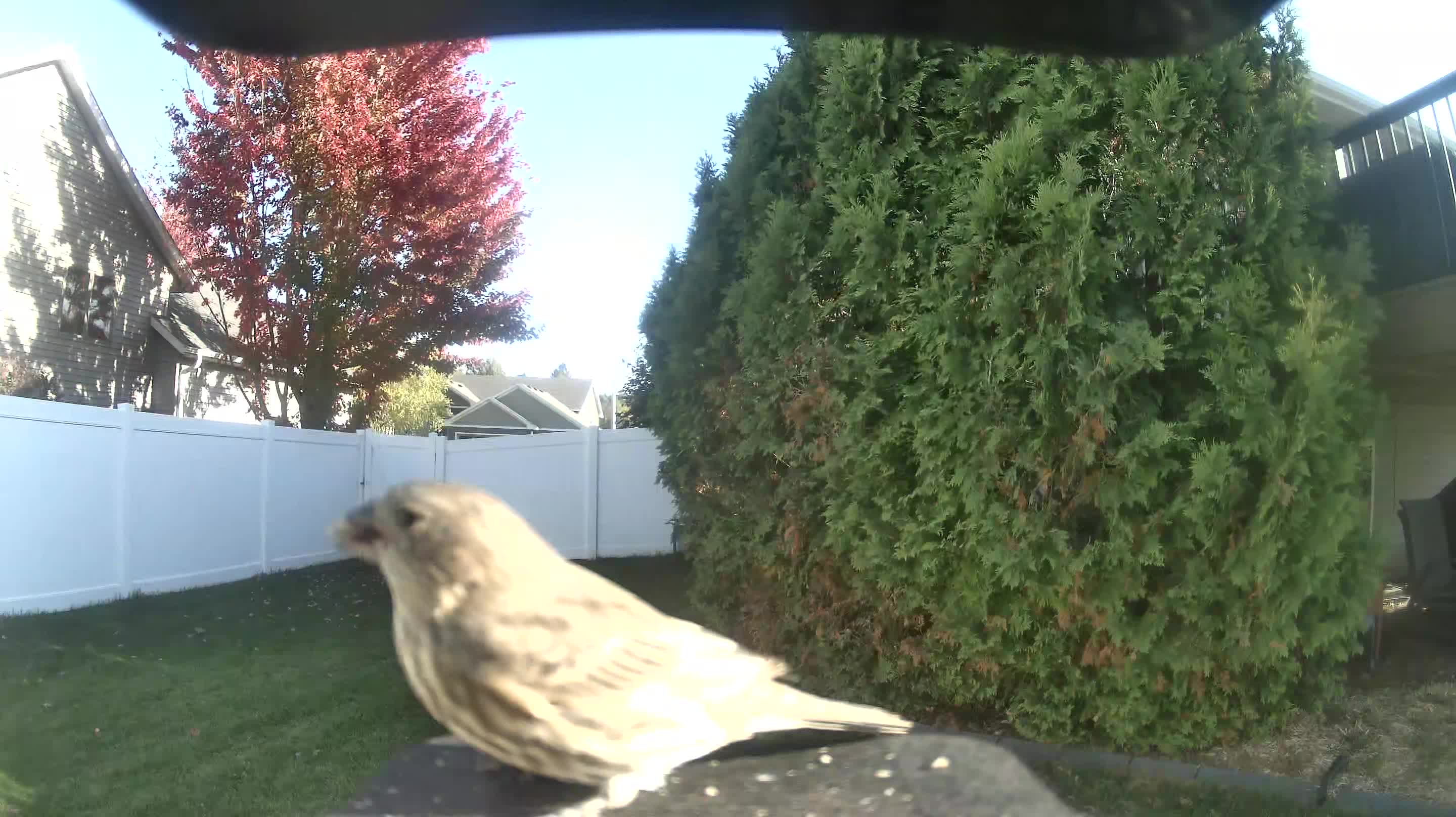 House Finch