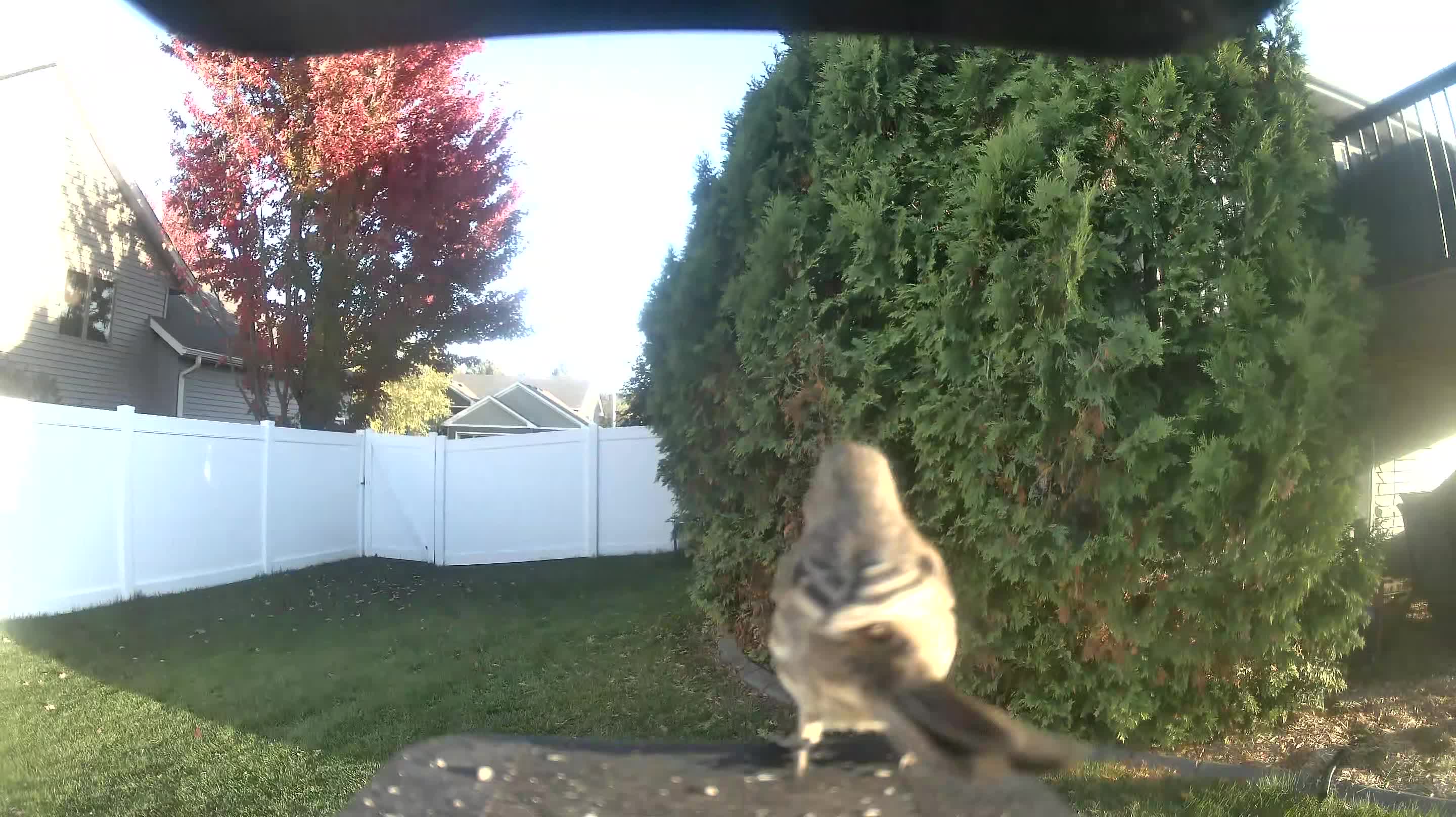 Northern Mockingbird