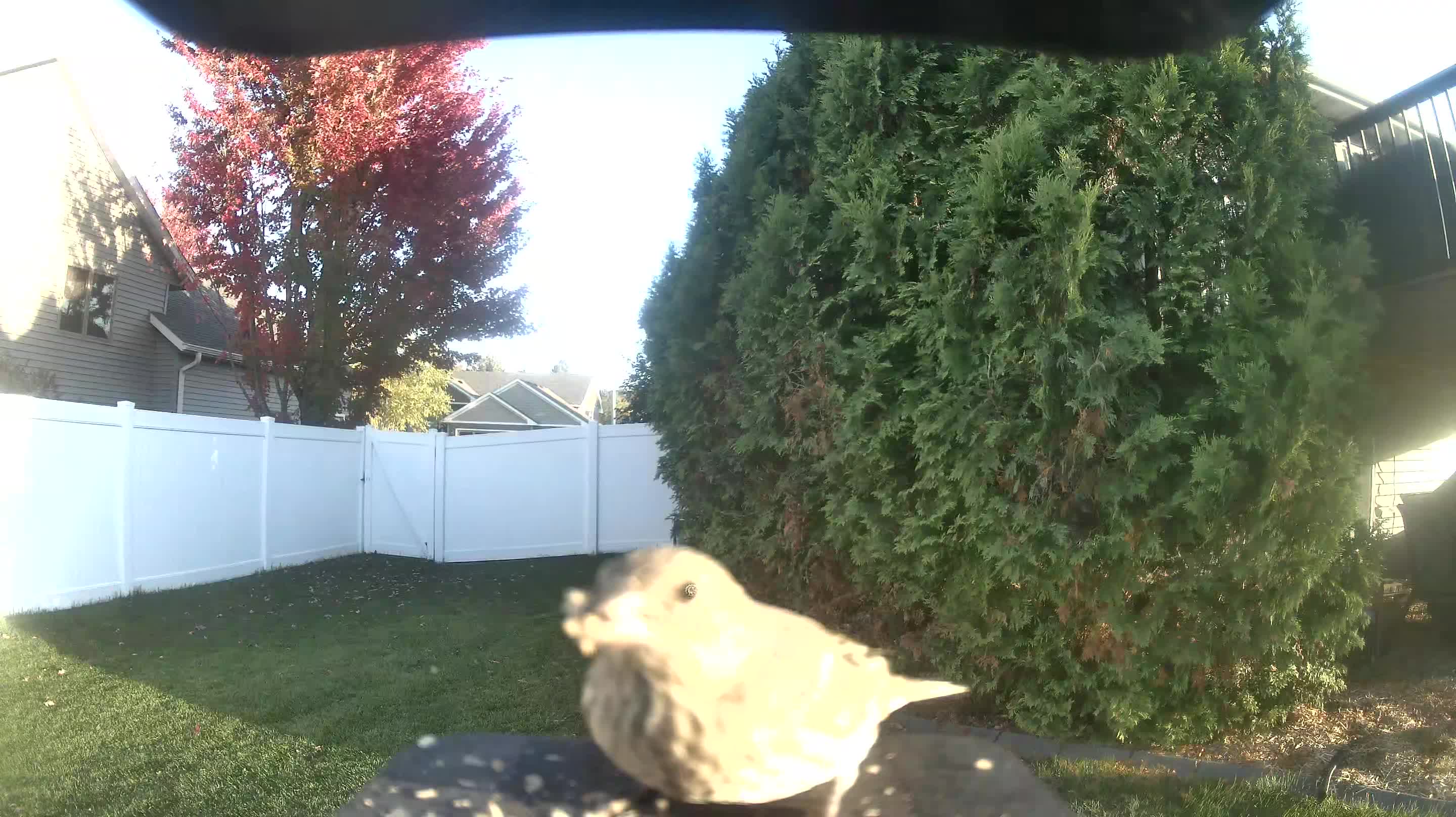 House Sparrow