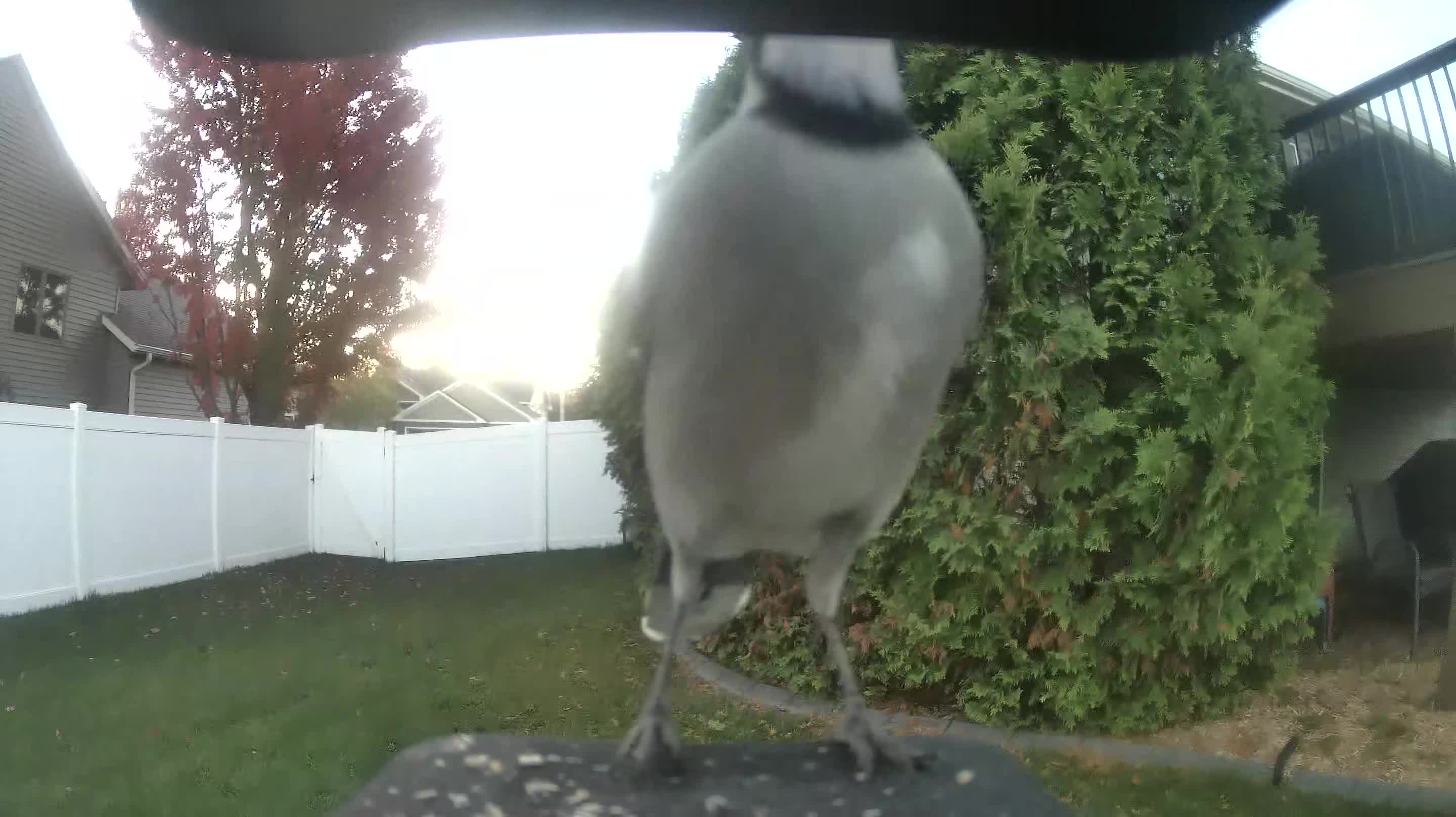 Blue Jay
