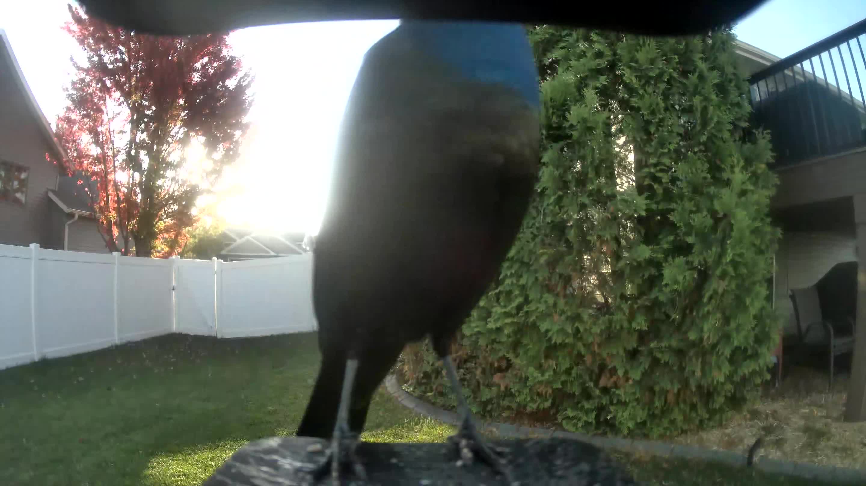 Common Grackle