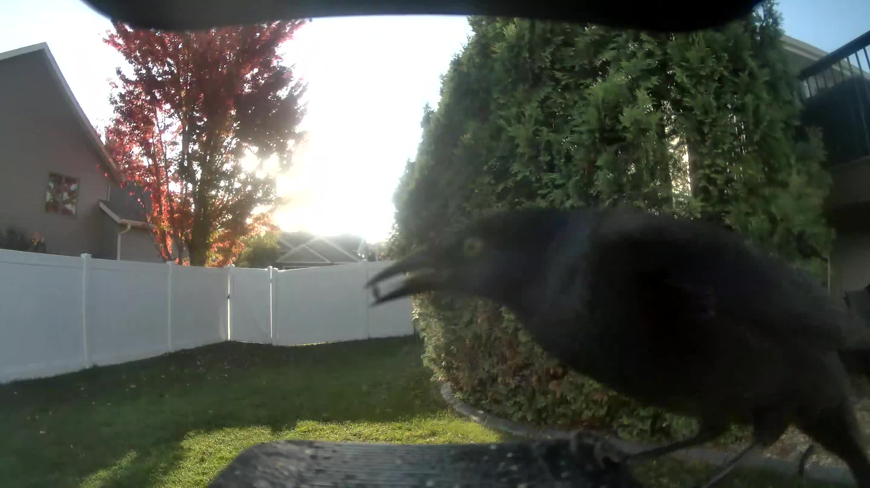 Common Grackle
