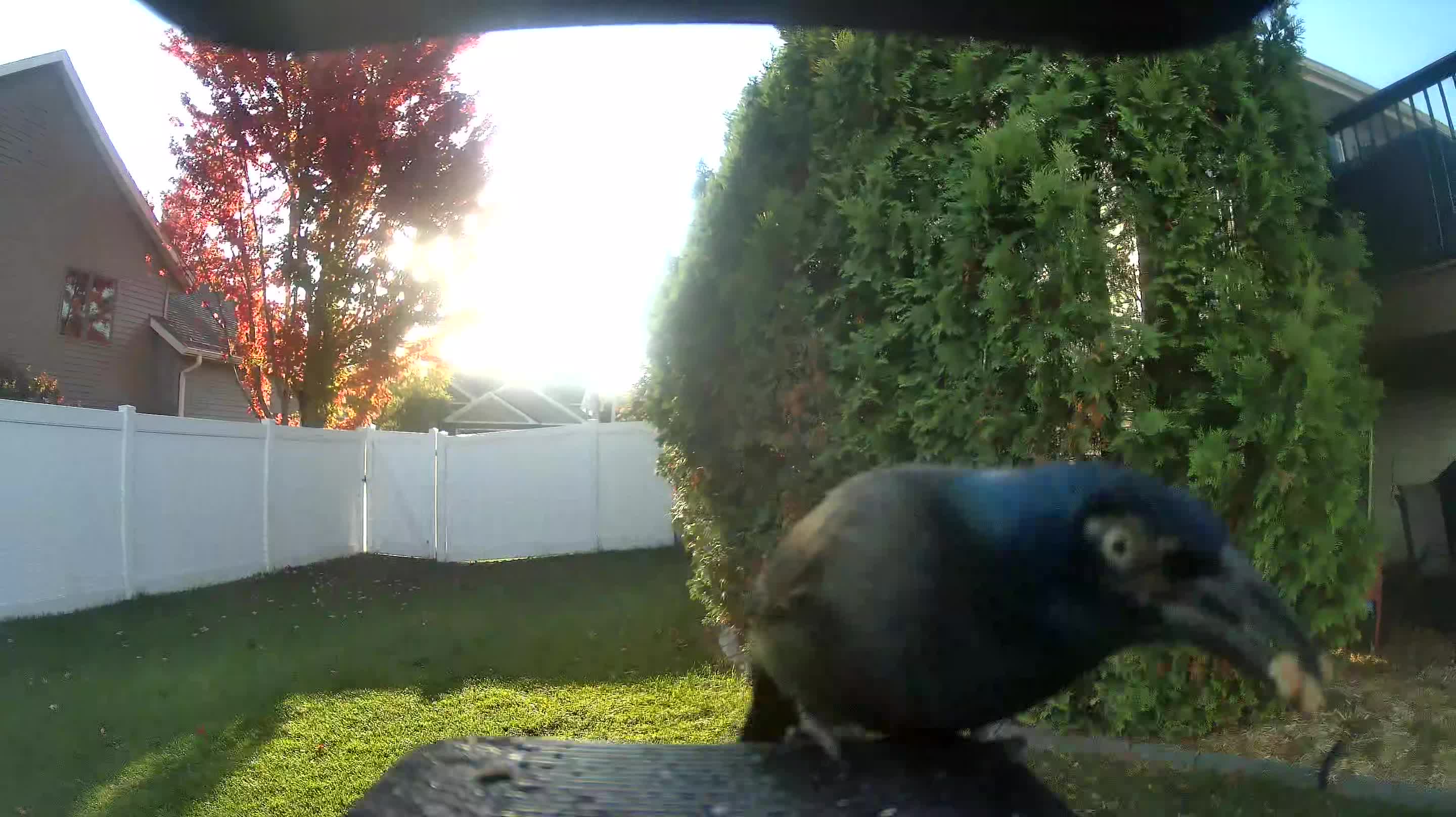 Common Grackle