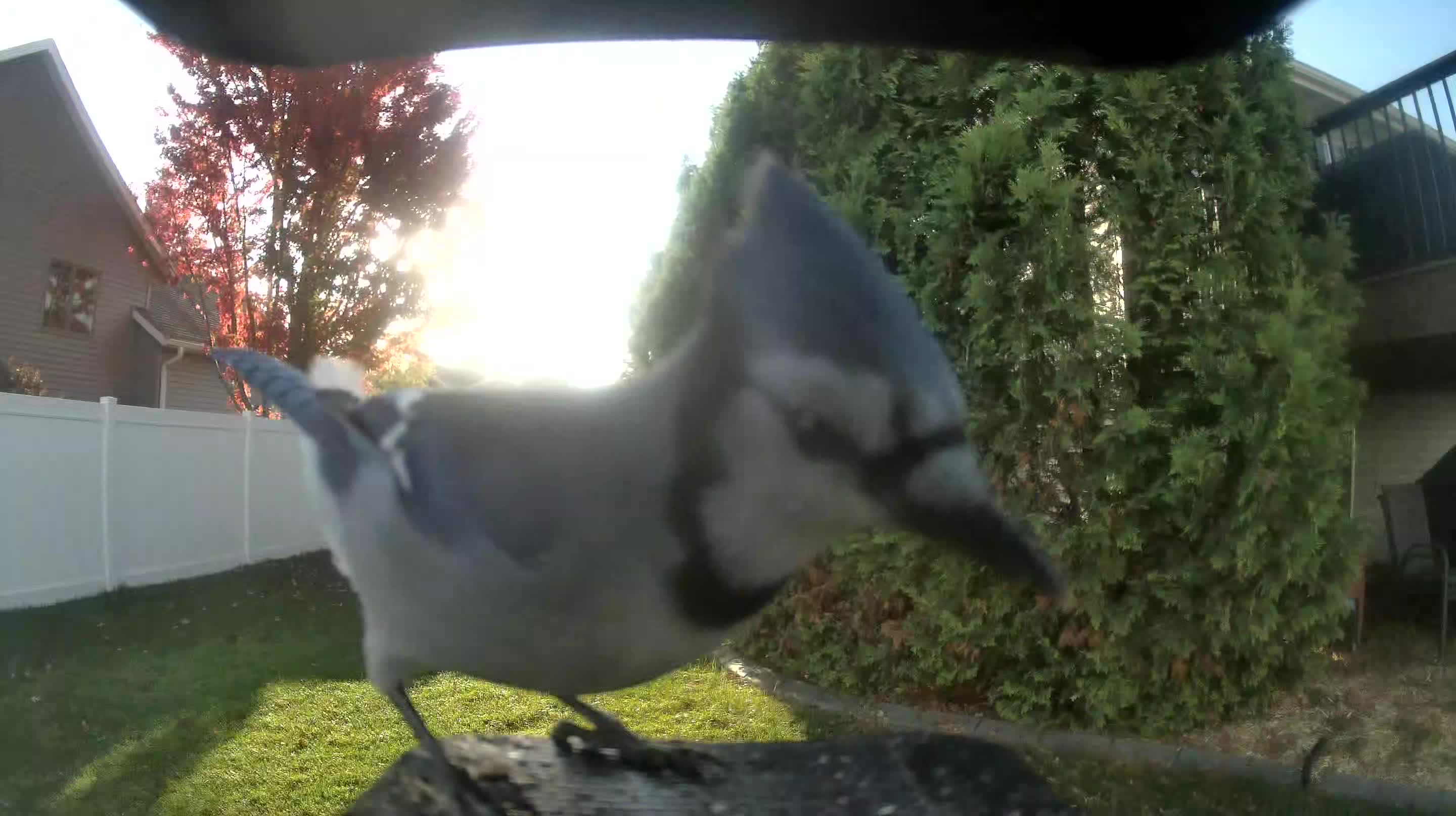 Blue Jay