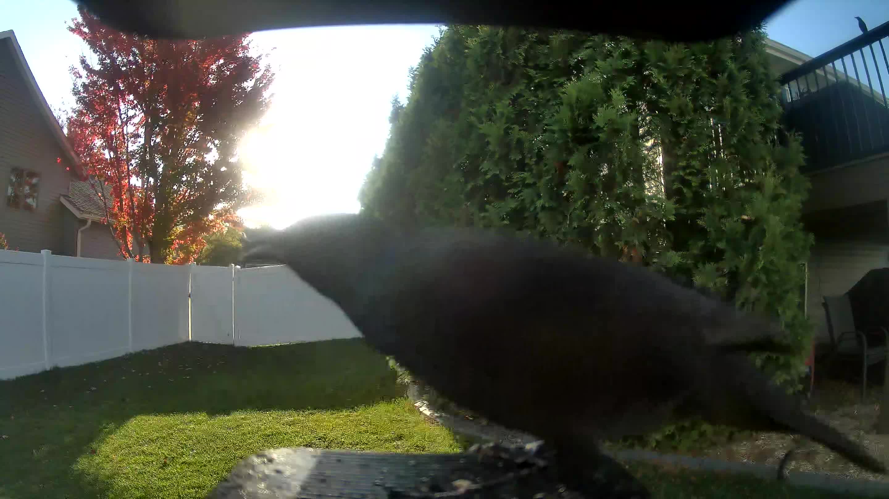 Corvus Brachyrhynchos