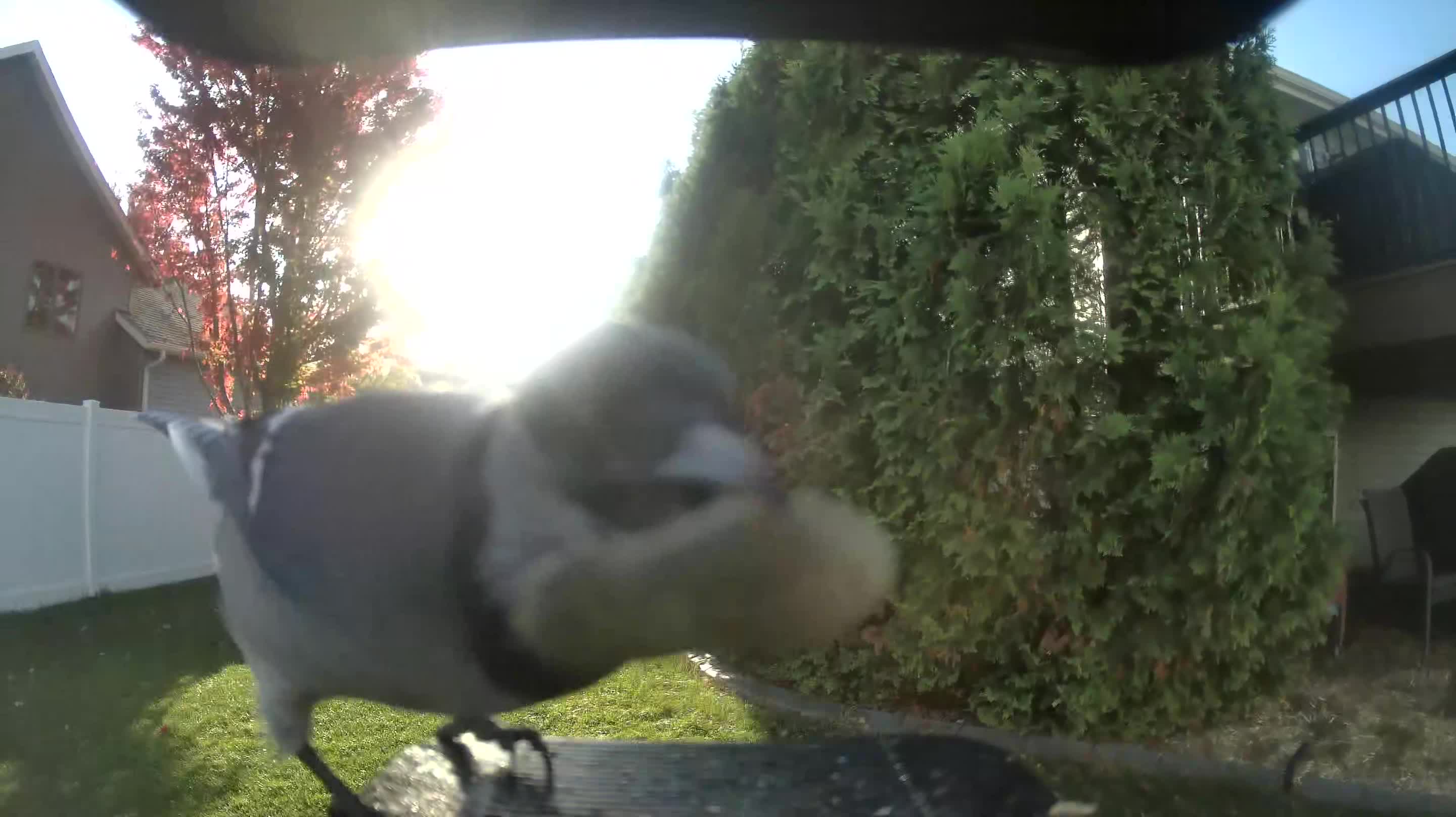 Blue Jay