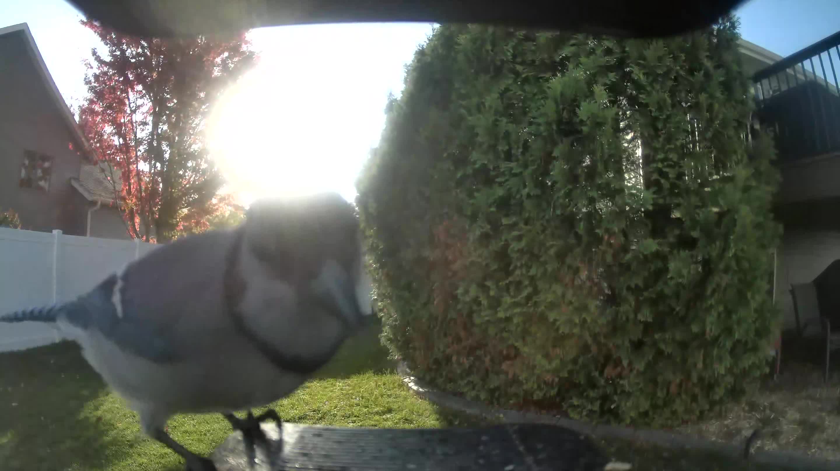 Blue Jay