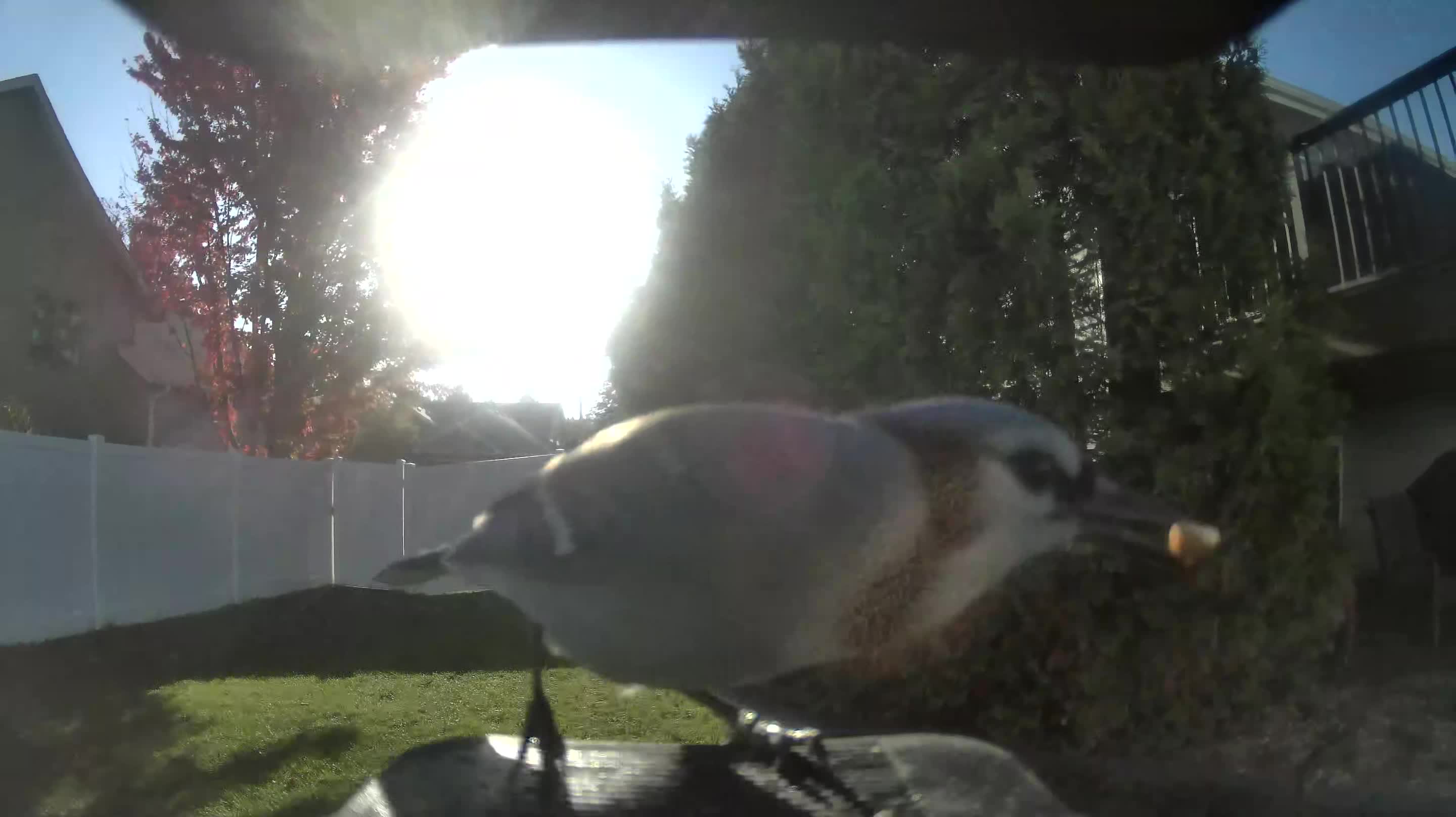 White-breasted Nuthatch