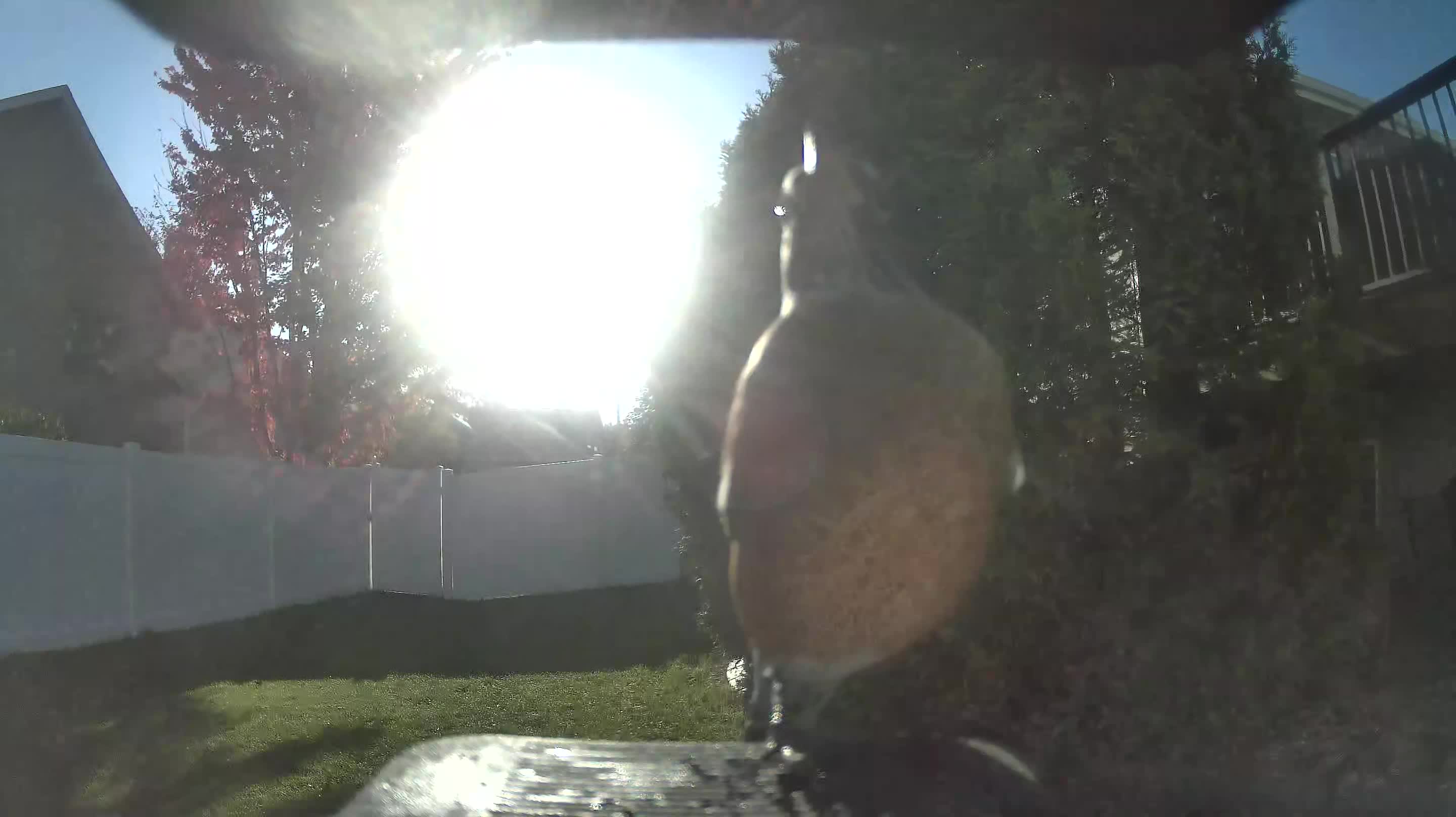 American Robin