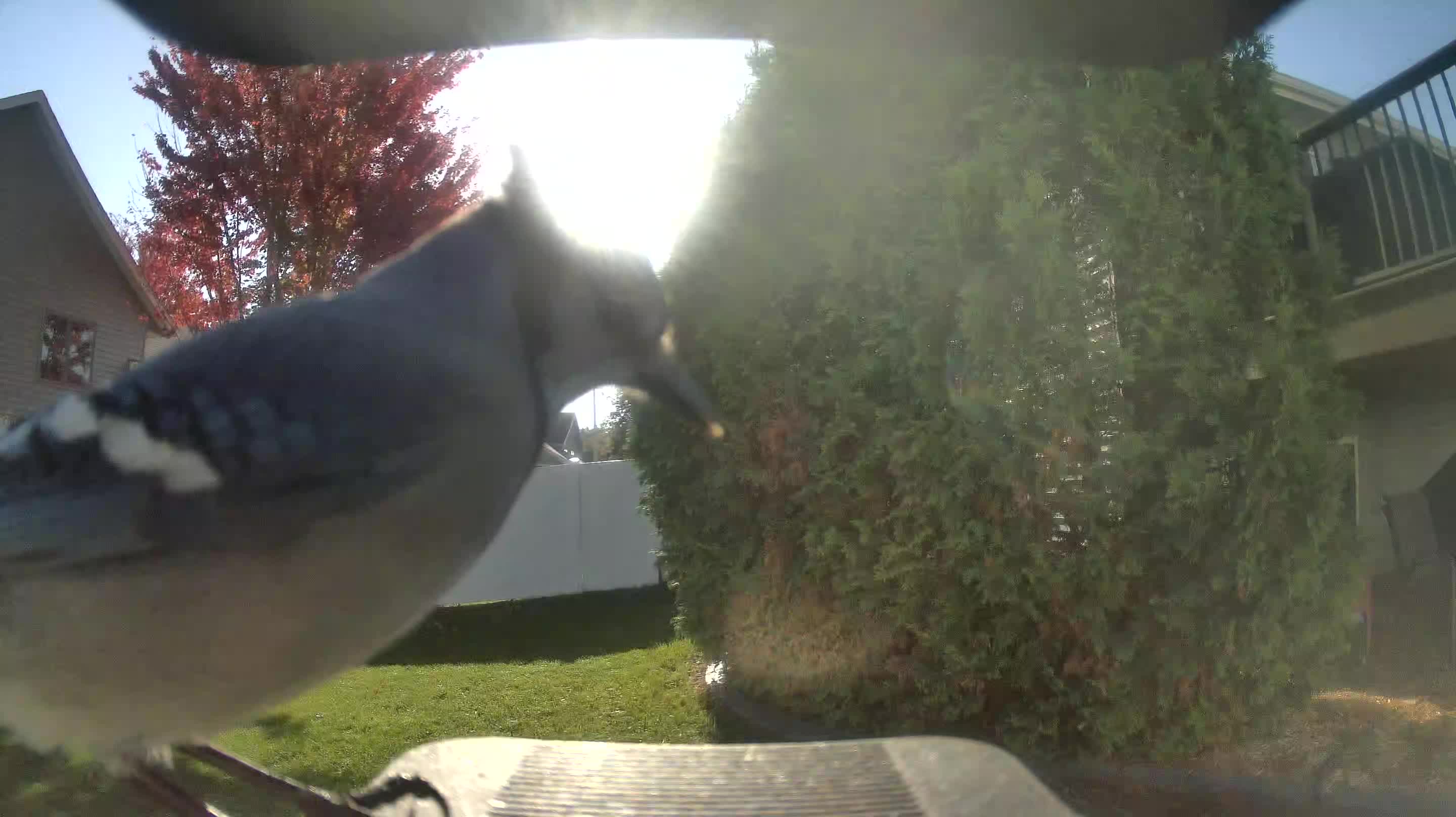 Blue Jay