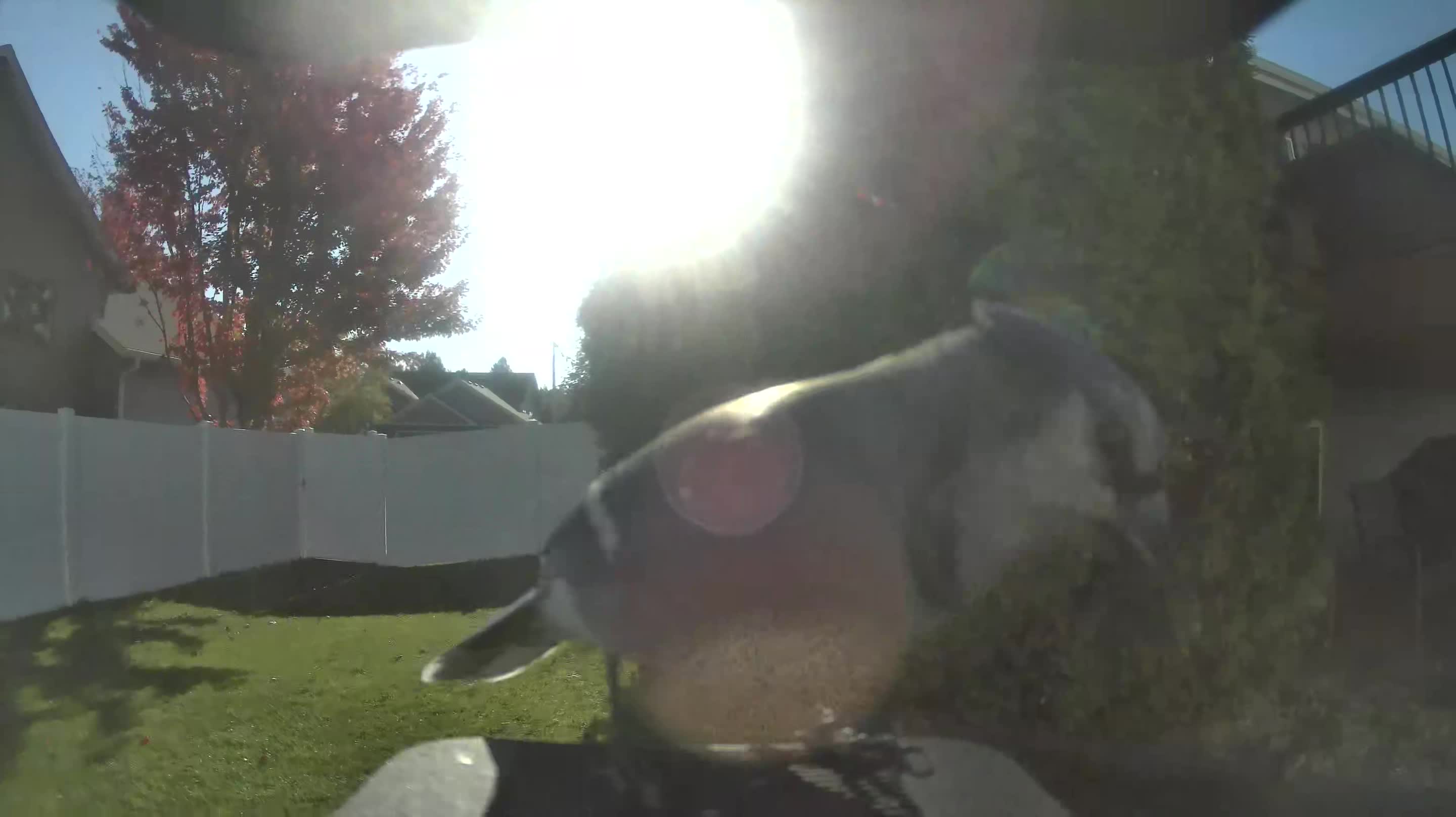 Blue Jay