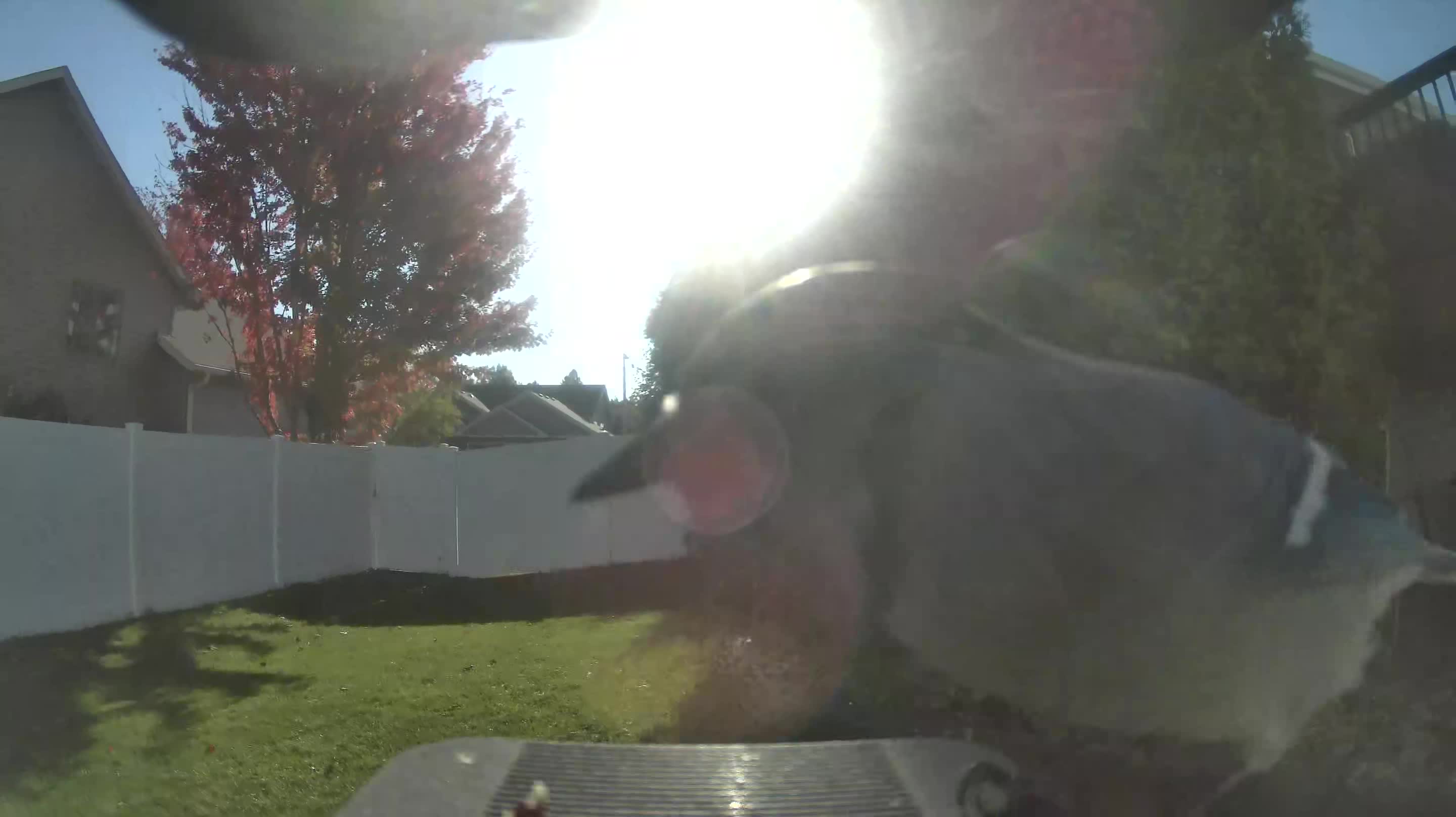 Blue Jay