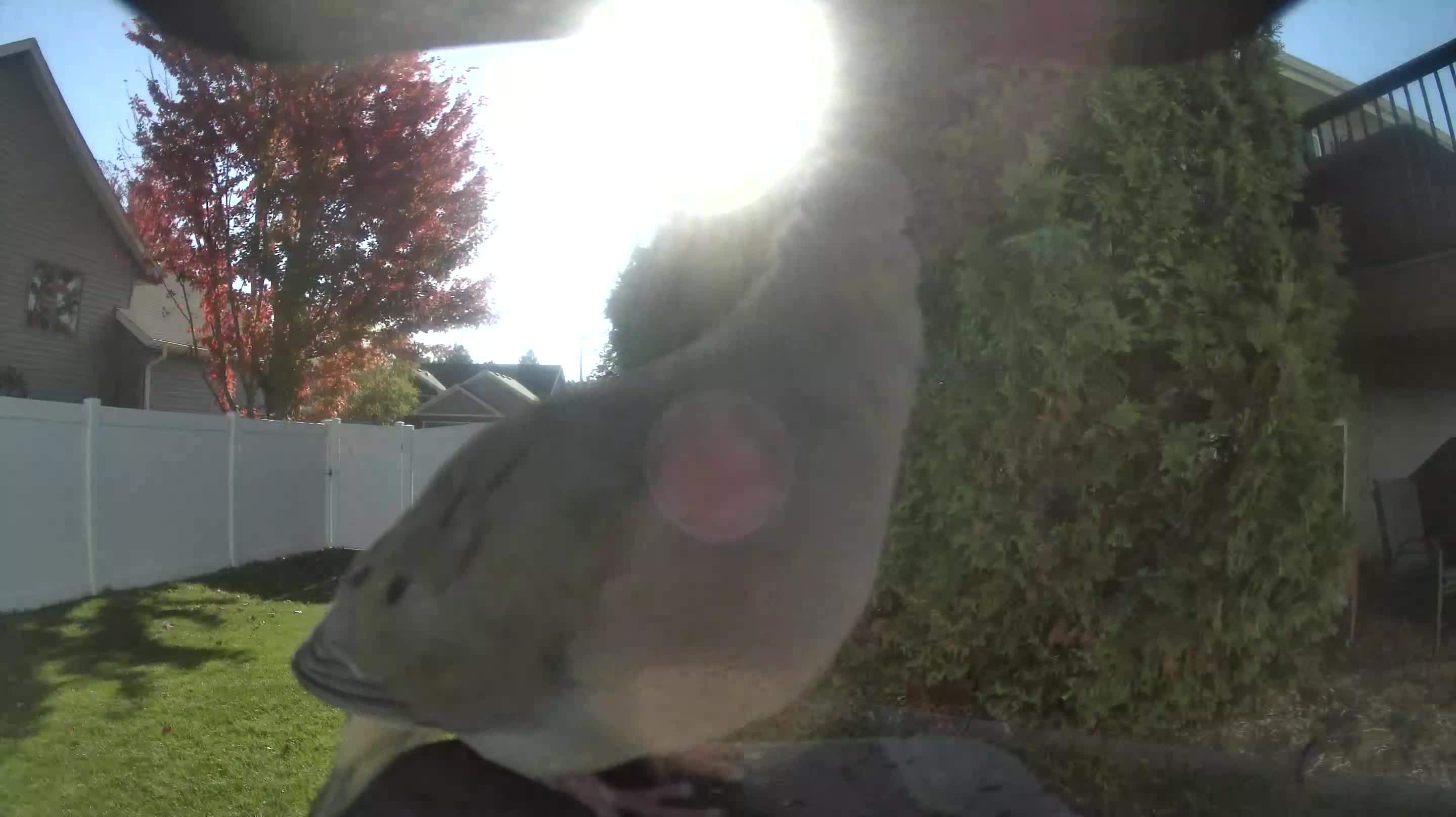 Mourning Dove