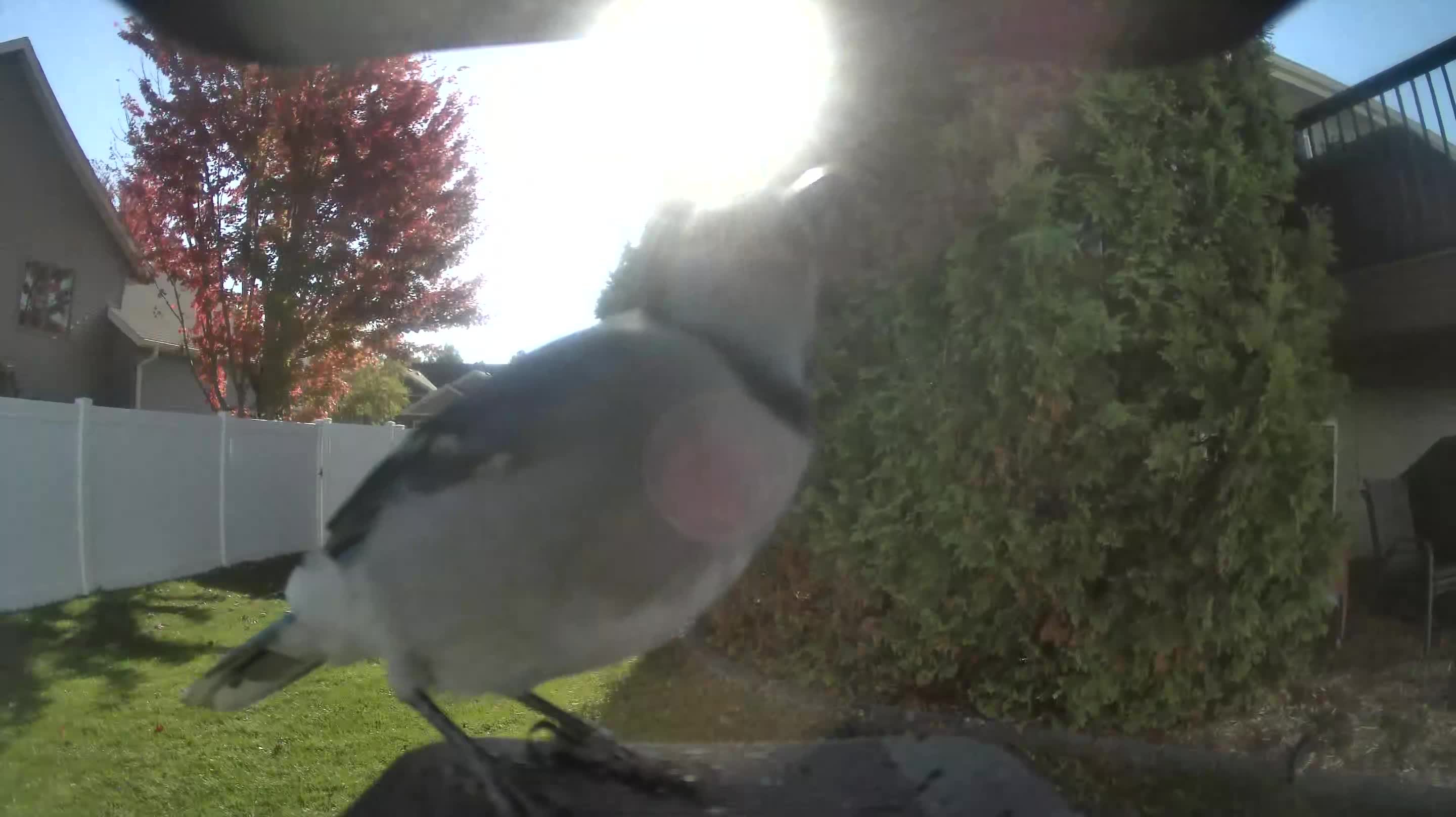 Blue Jay