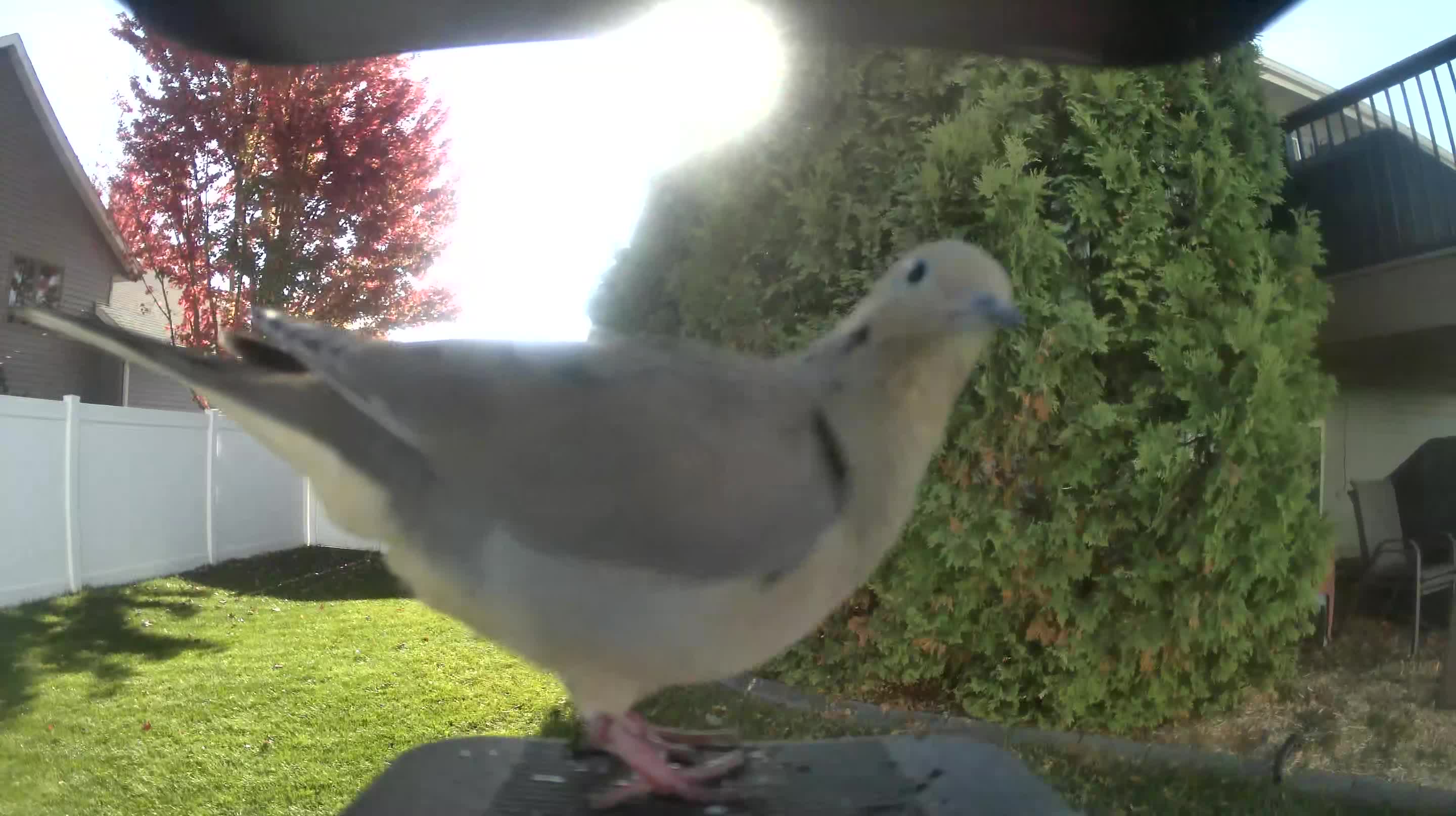 Mourning Dove