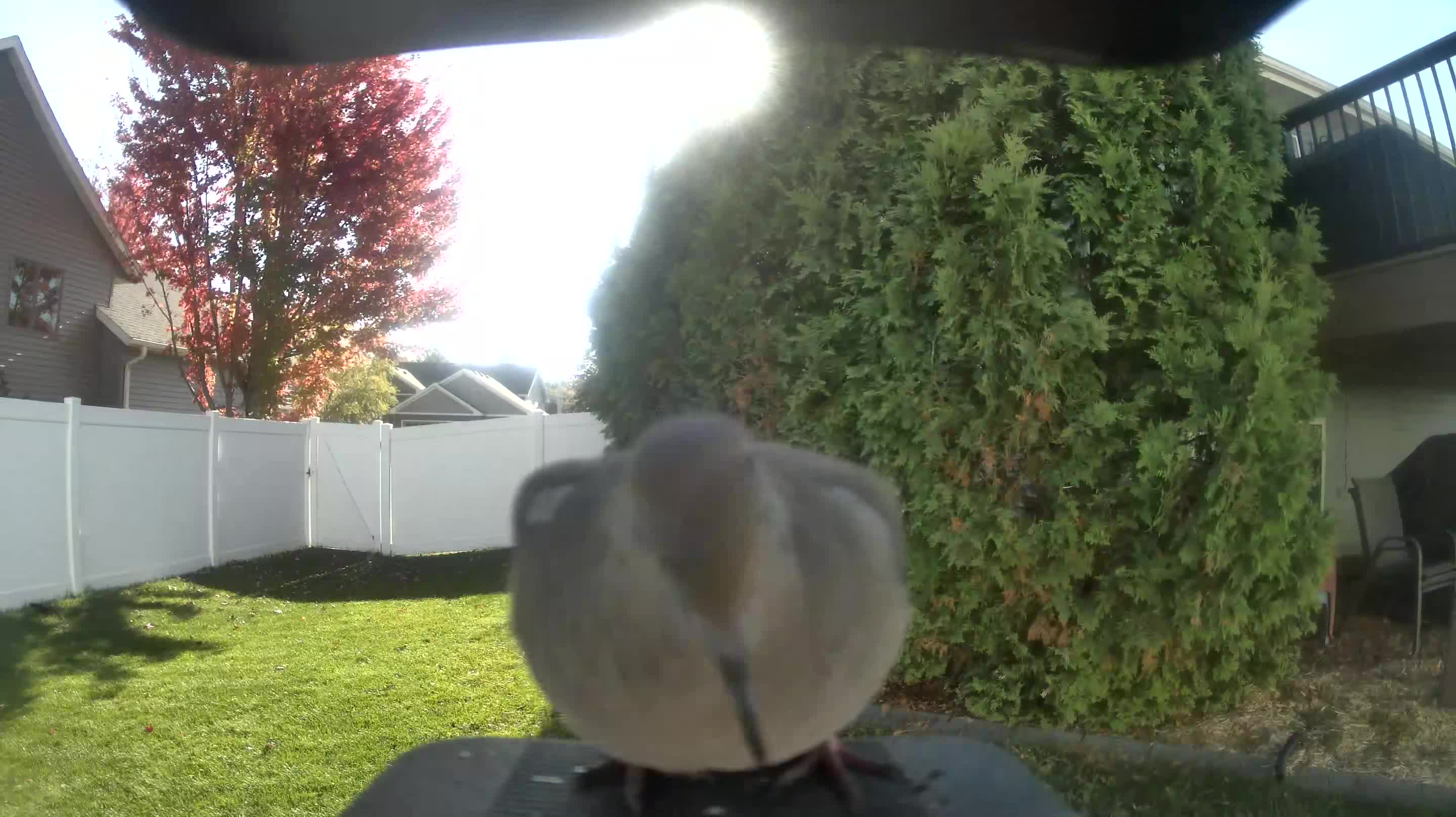 Mourning Dove