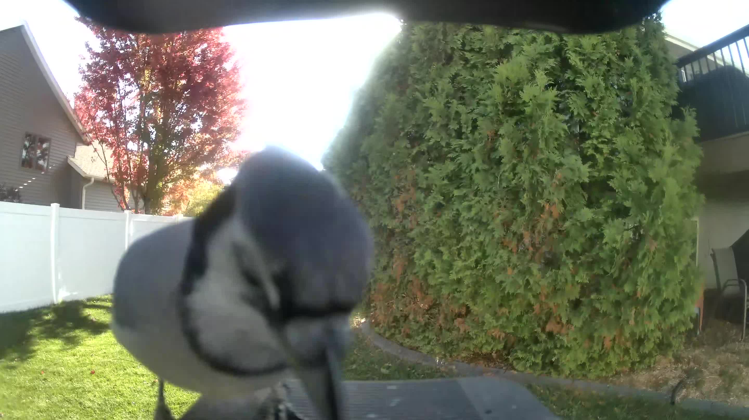 Blue Jay