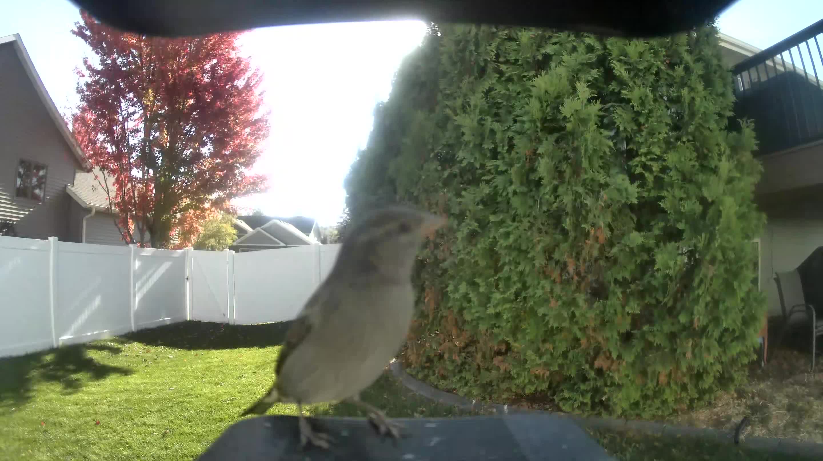House Sparrow