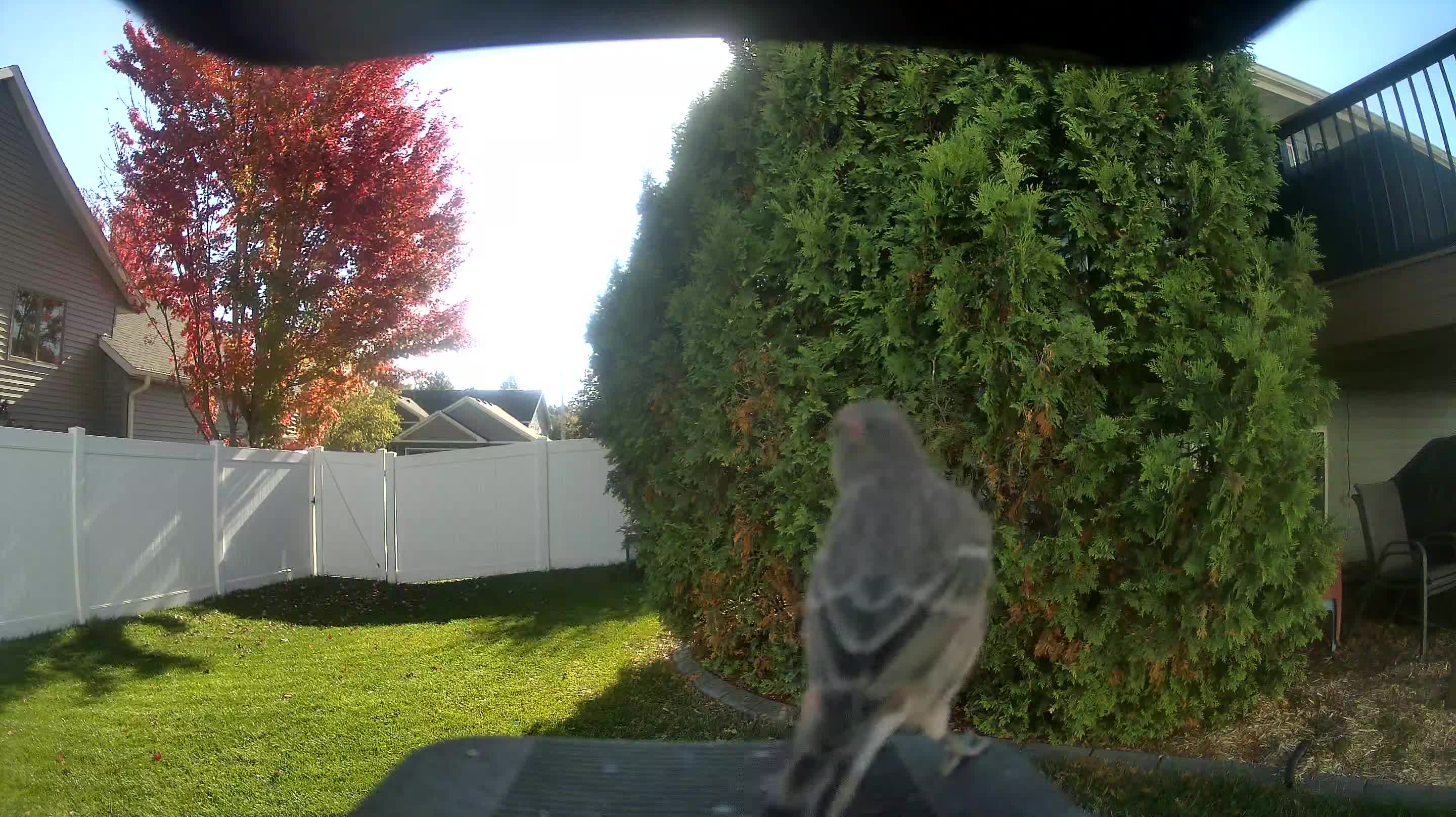 House Finch