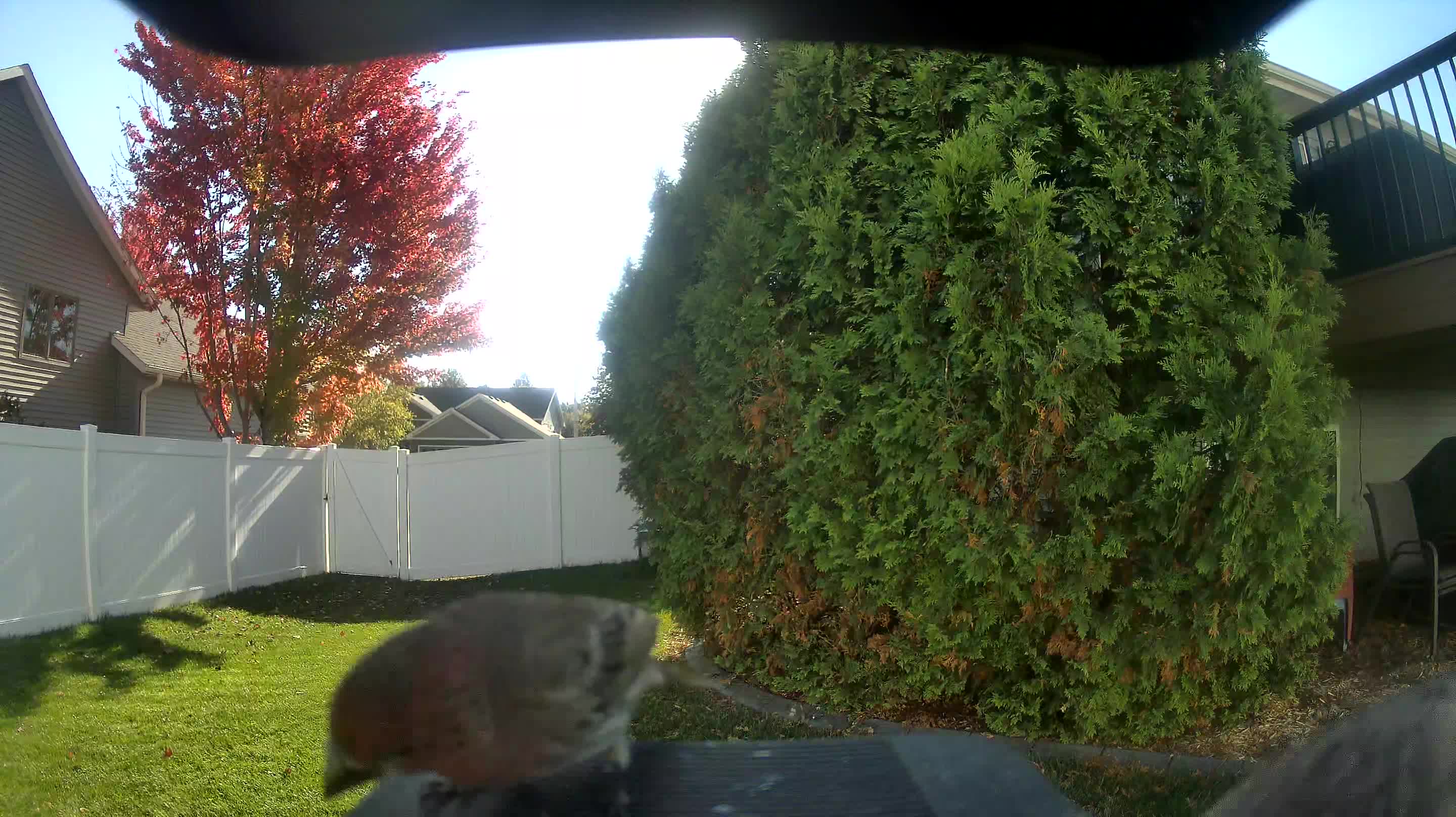 House Finch