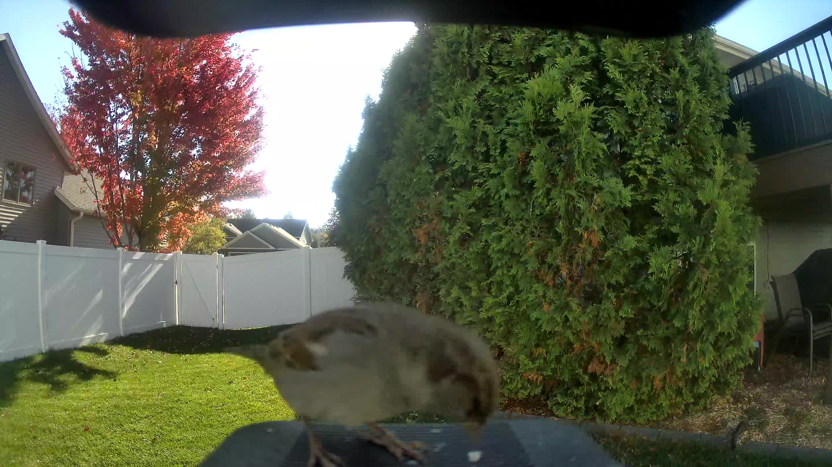 House Sparrow
