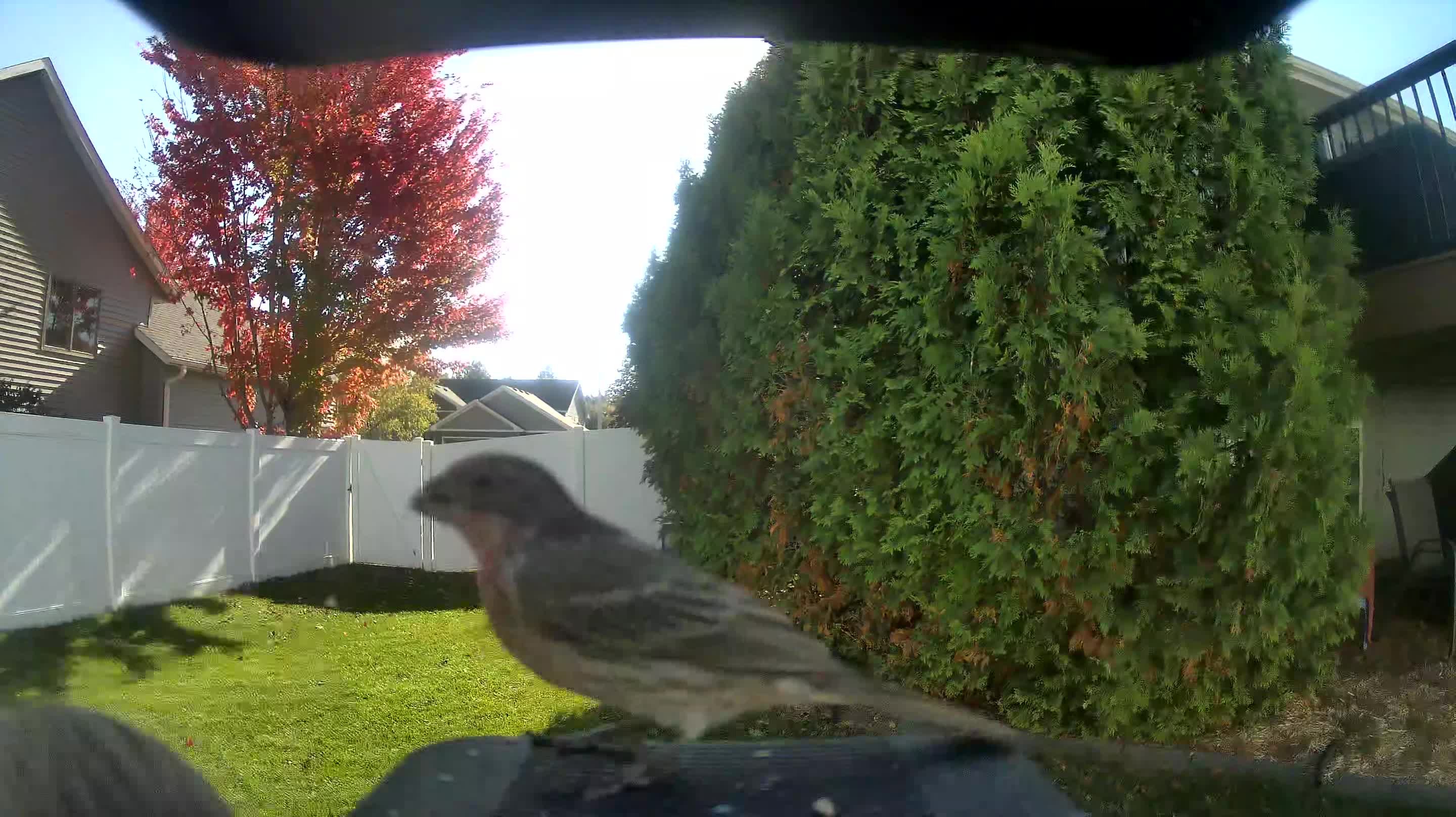 House Finch