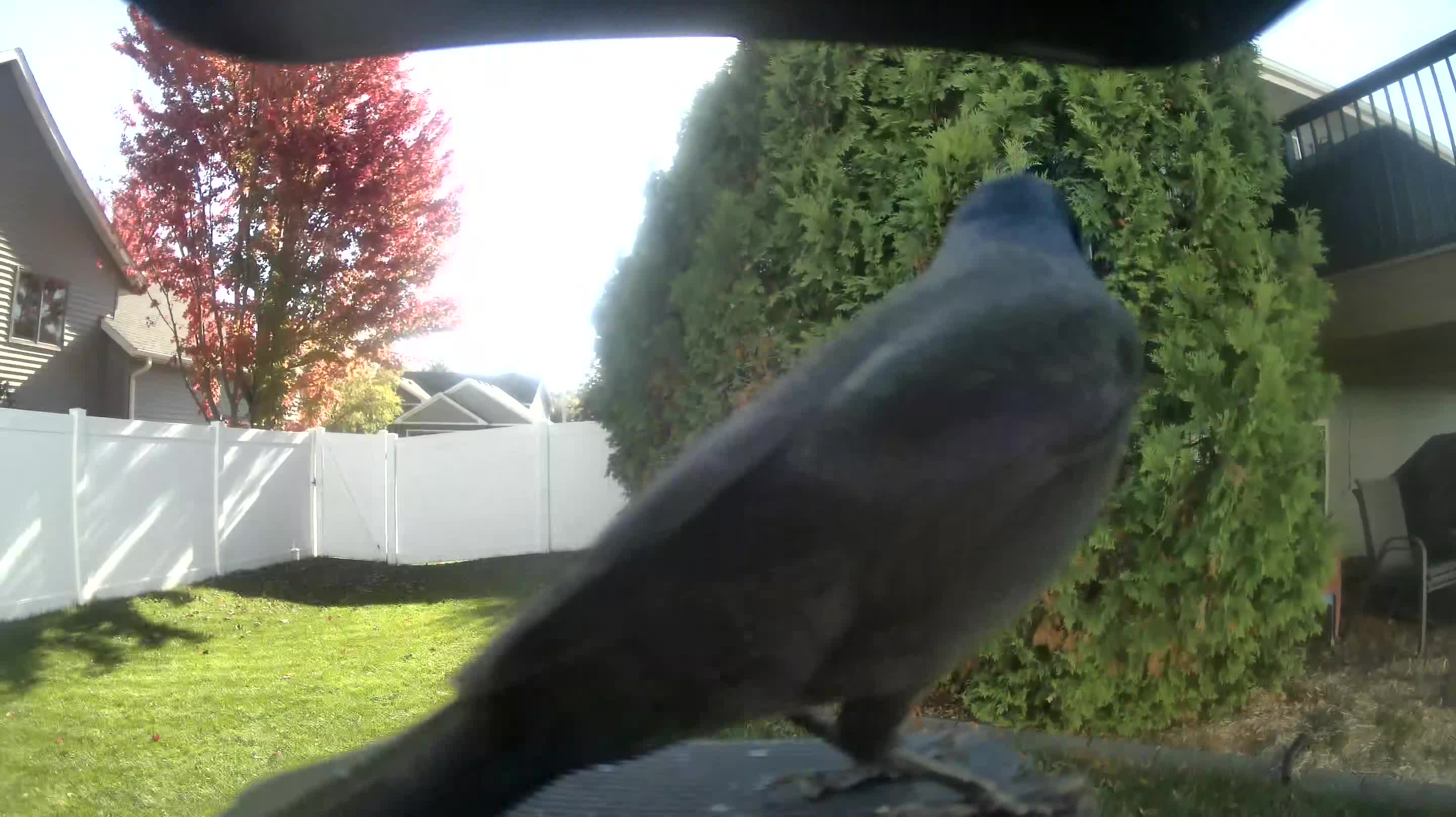 Blue Jay