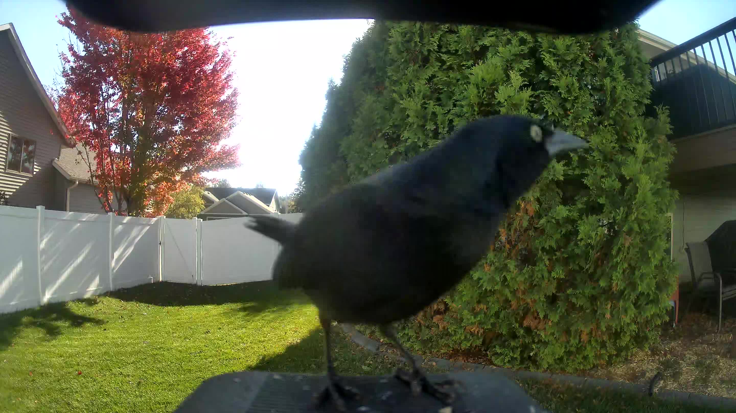 Common Grackle