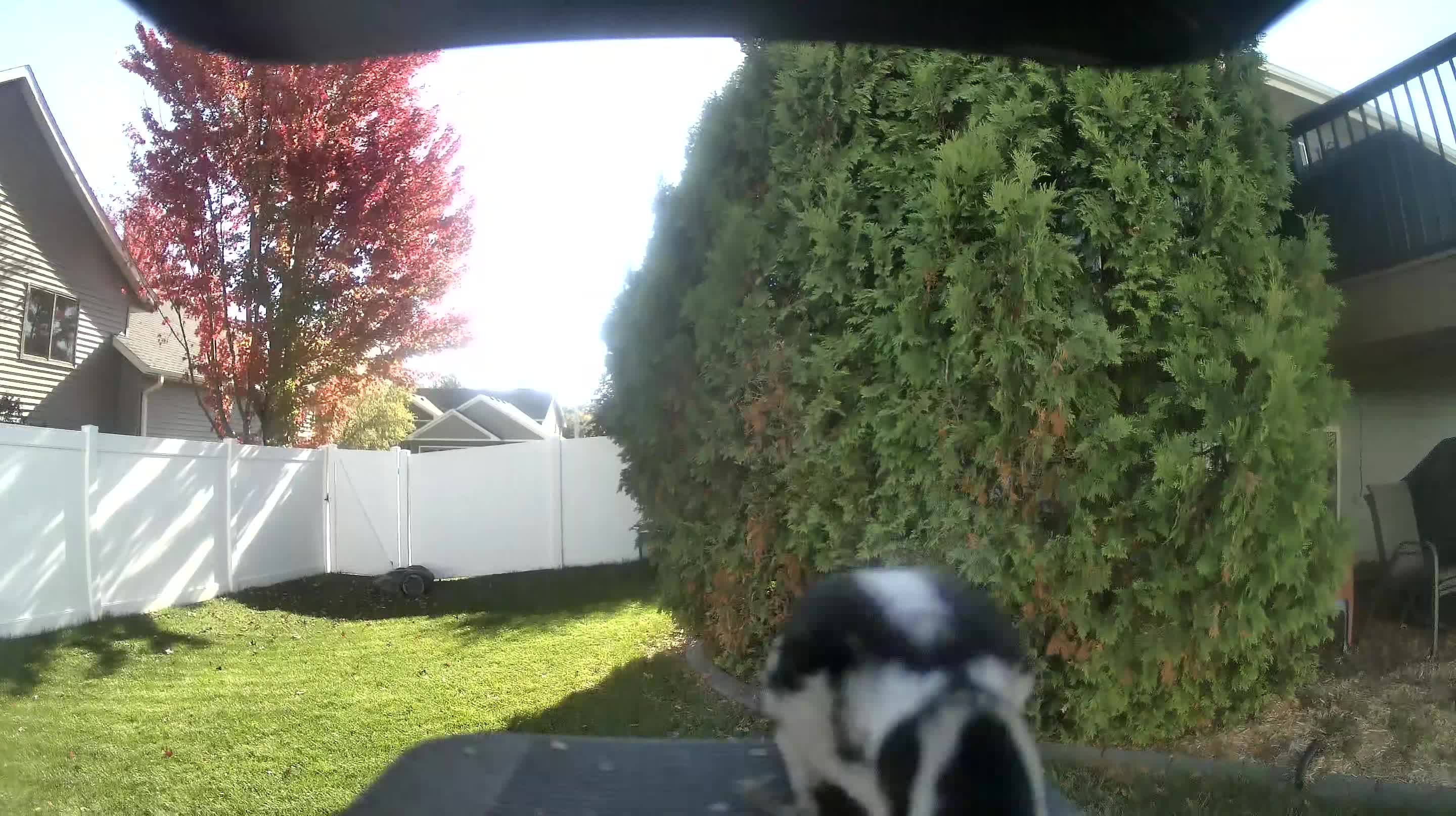 Downy Woodpecker
