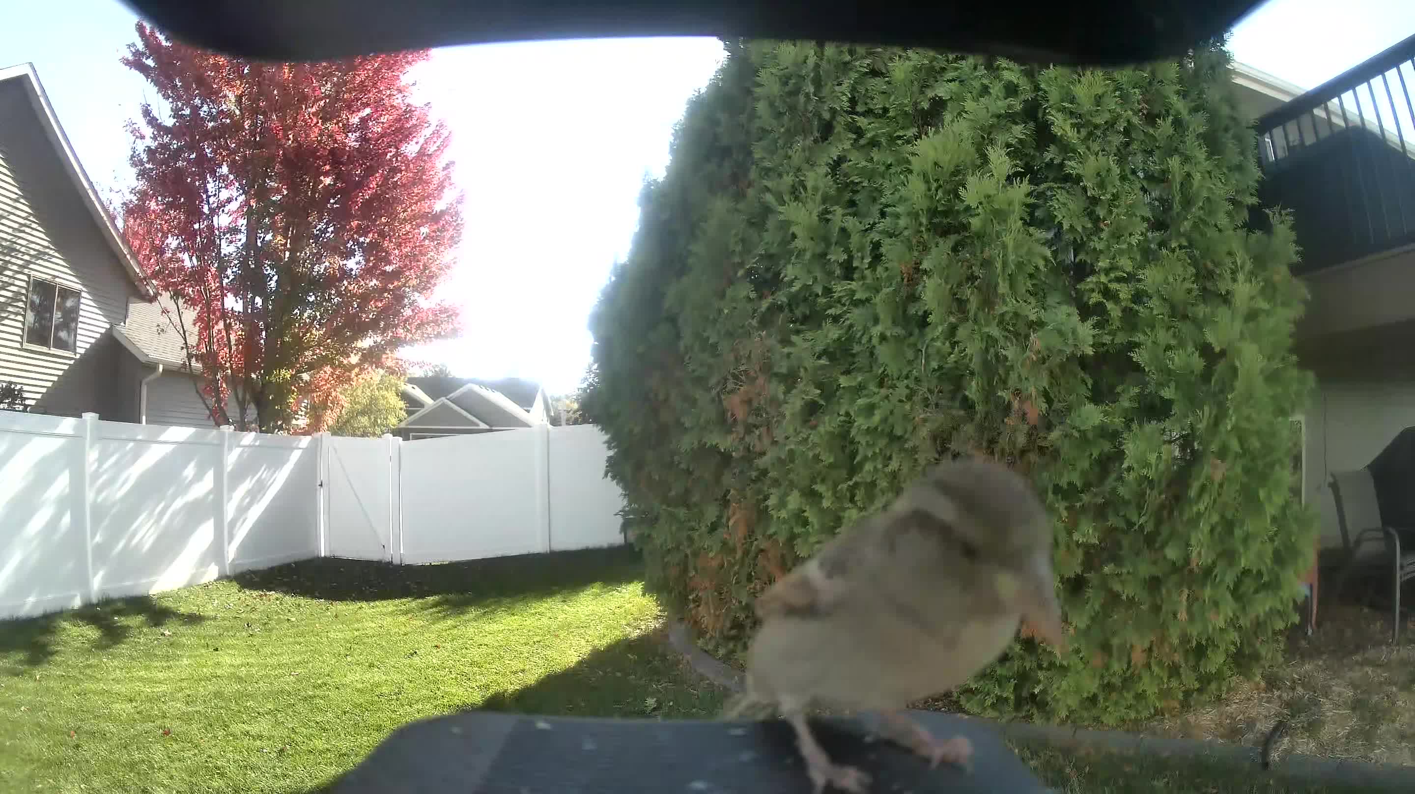 House Sparrow