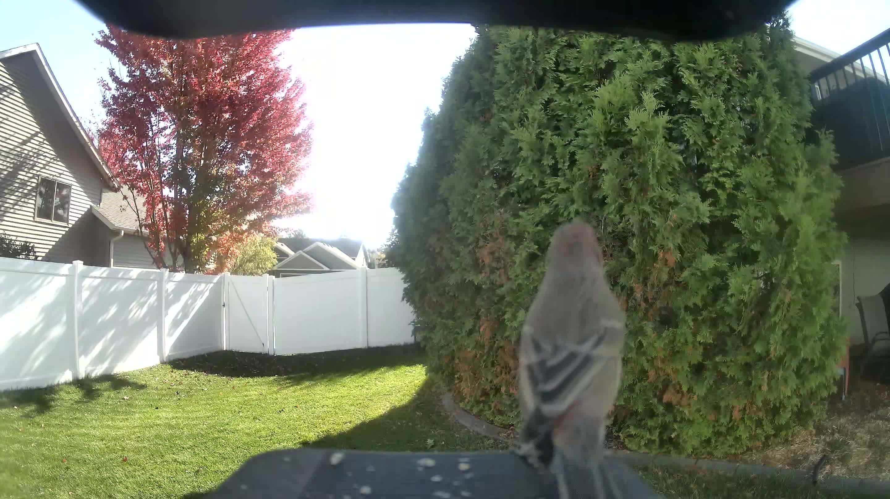 House Finch