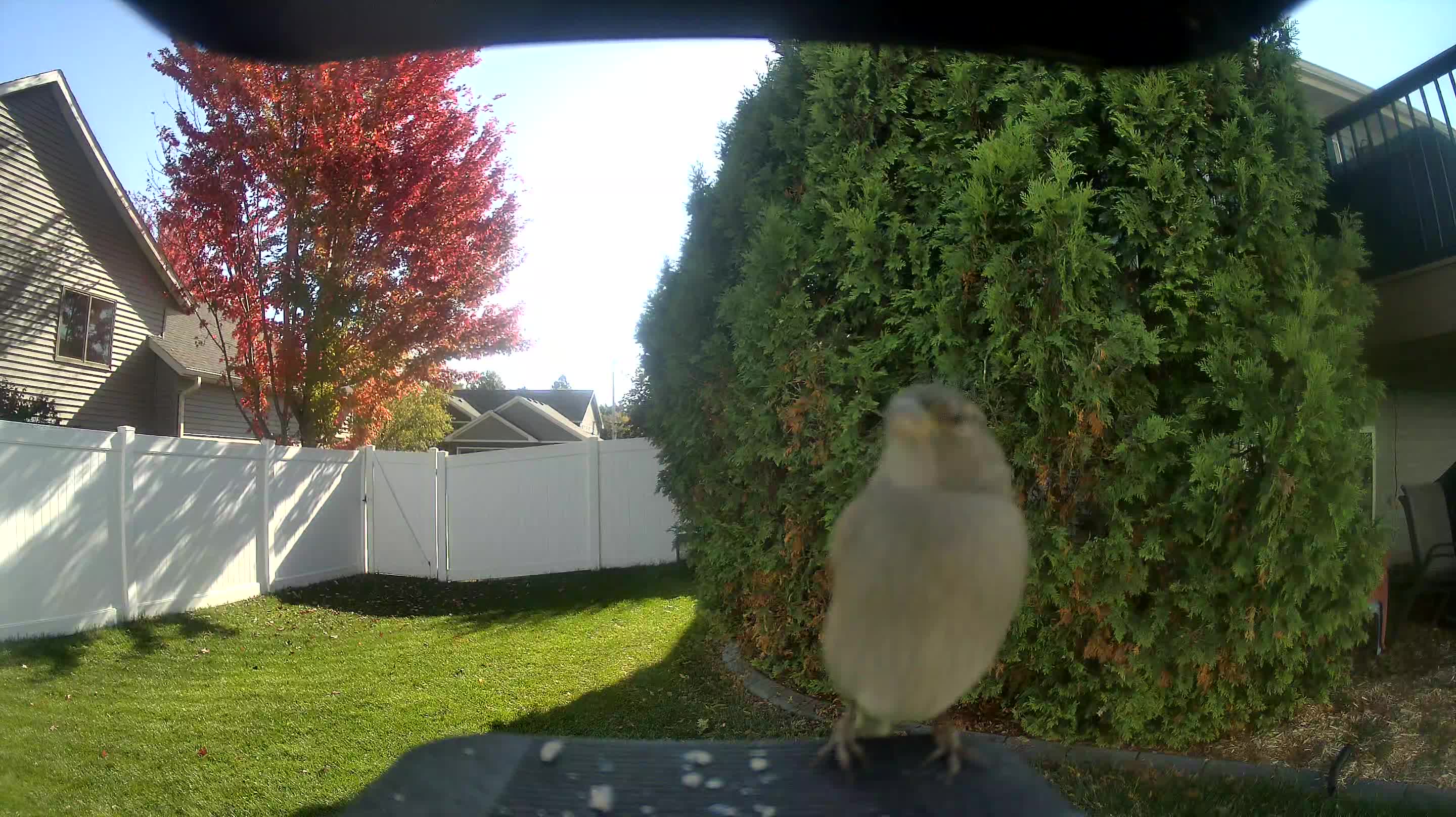 House Sparrow