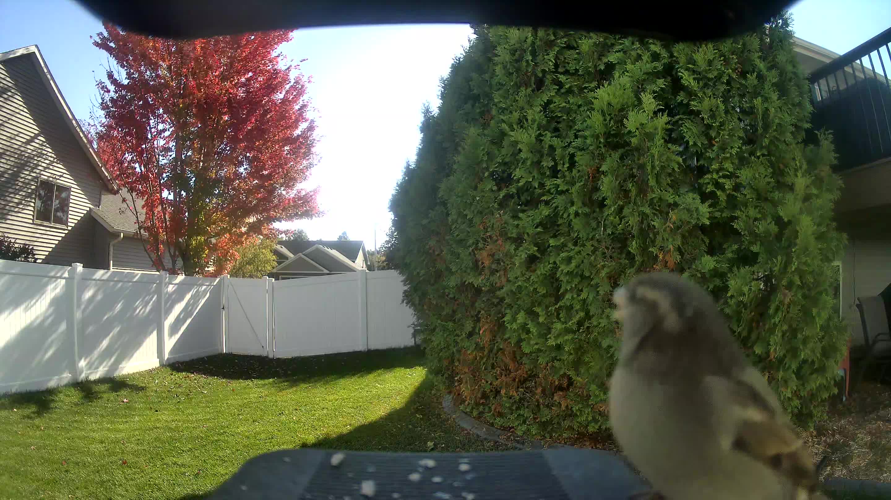 House Sparrow
