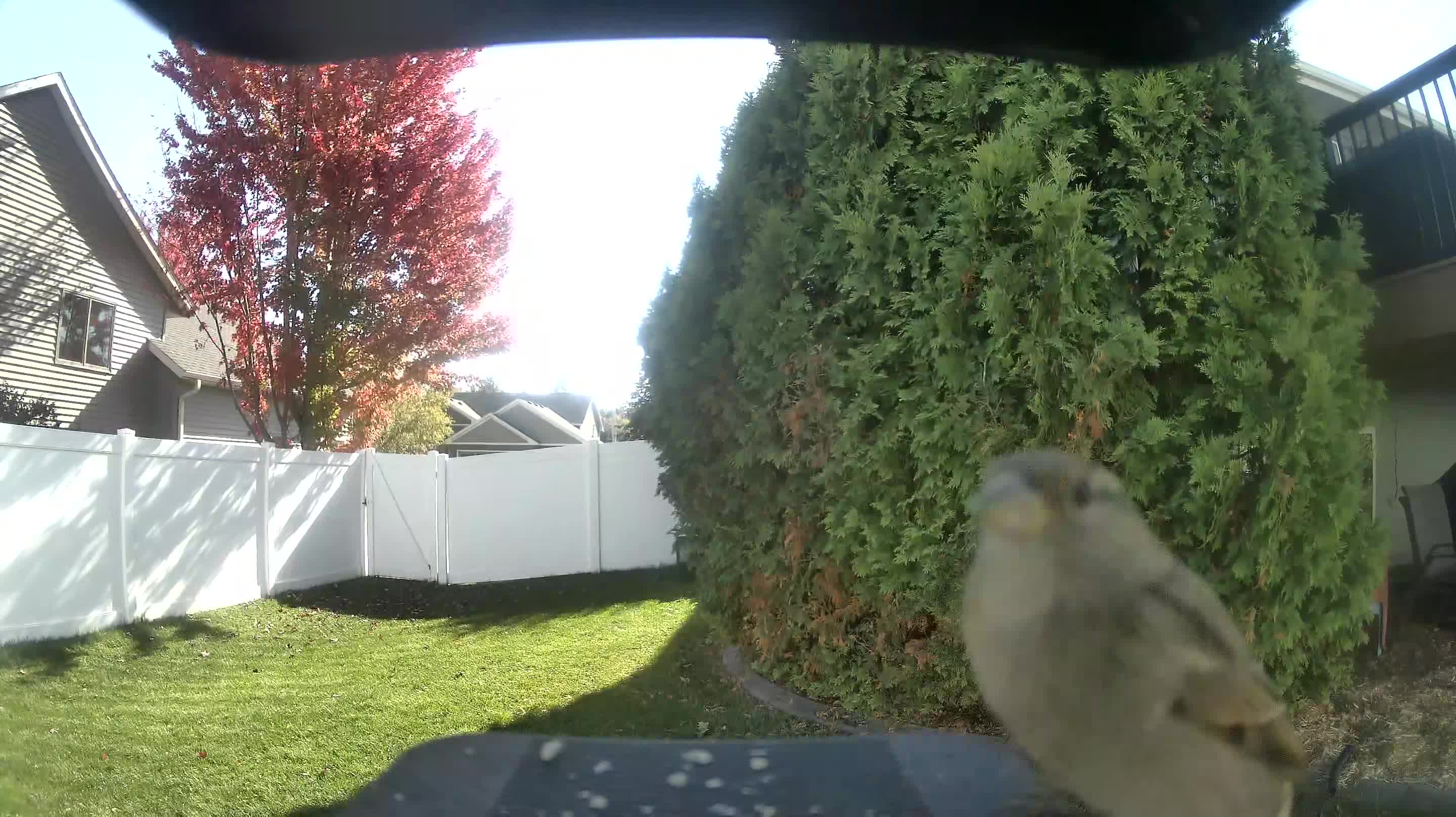 House Sparrow