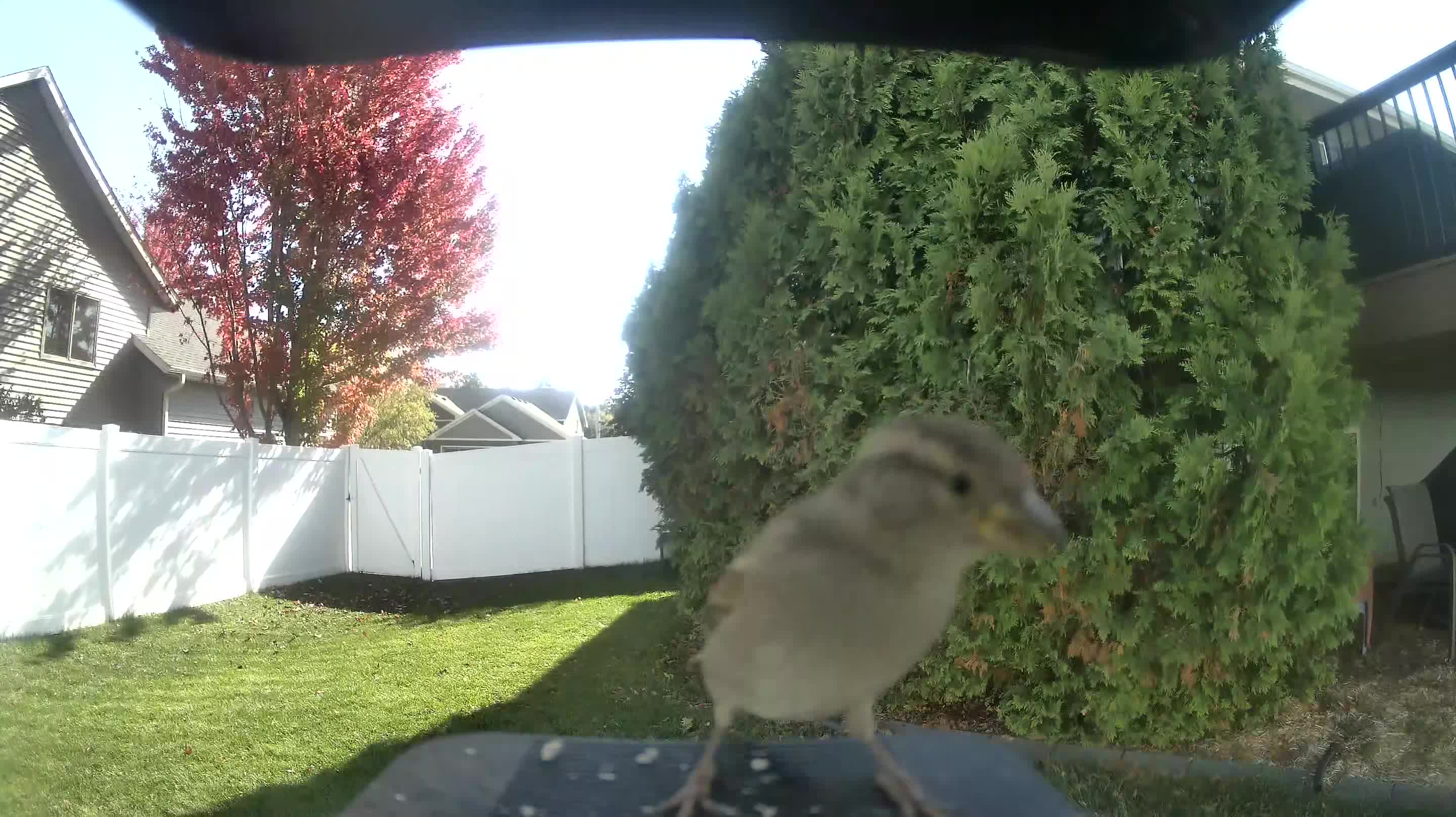 House Sparrow