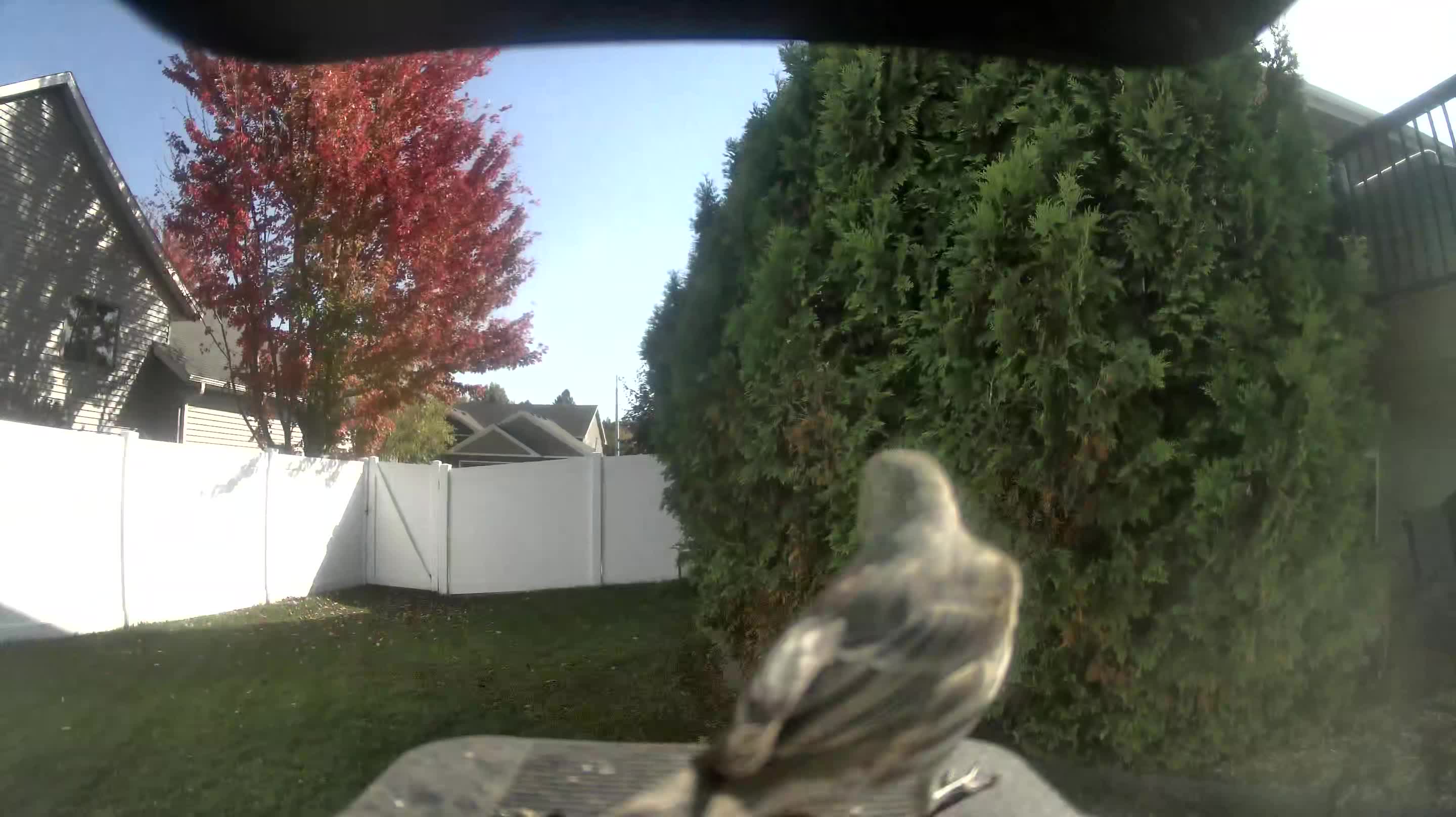 House Finch