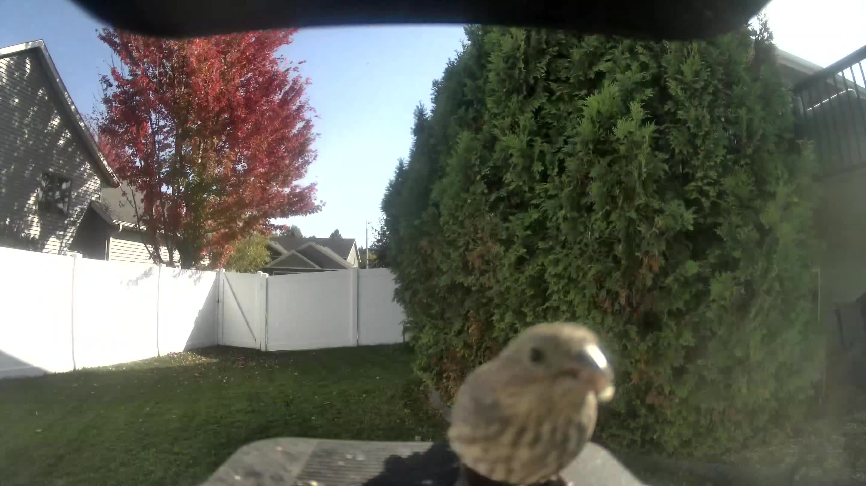 House Finch