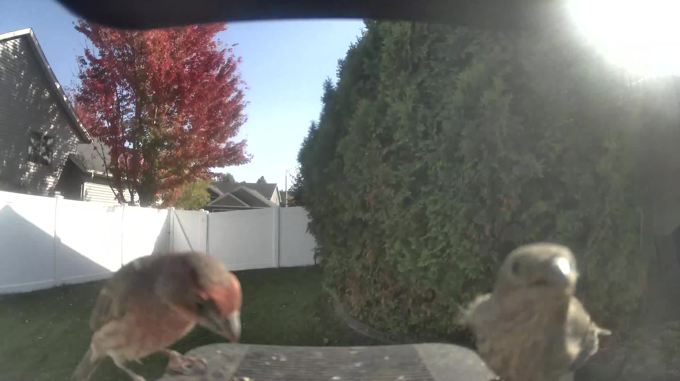 House Finch