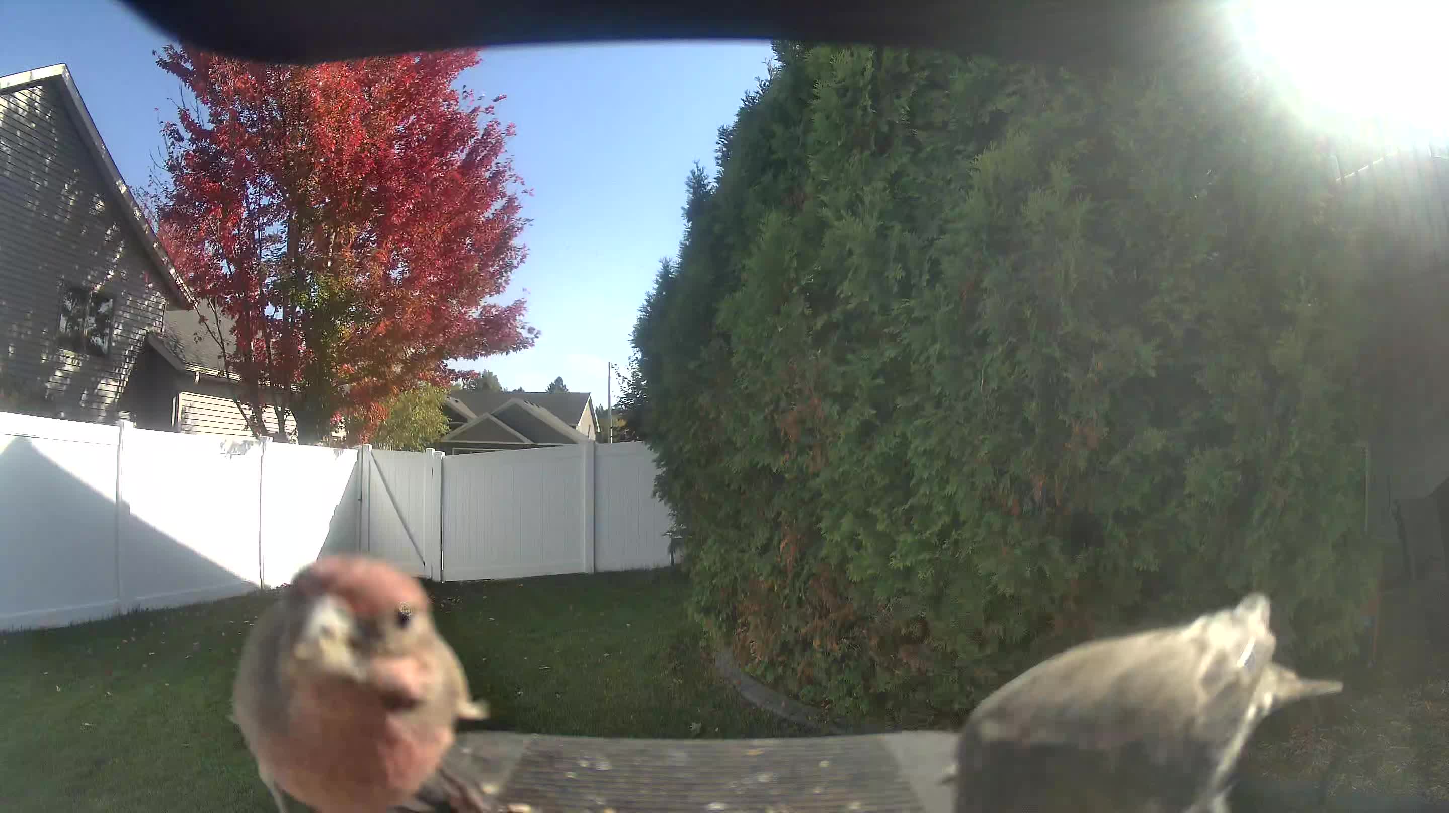 House Finch