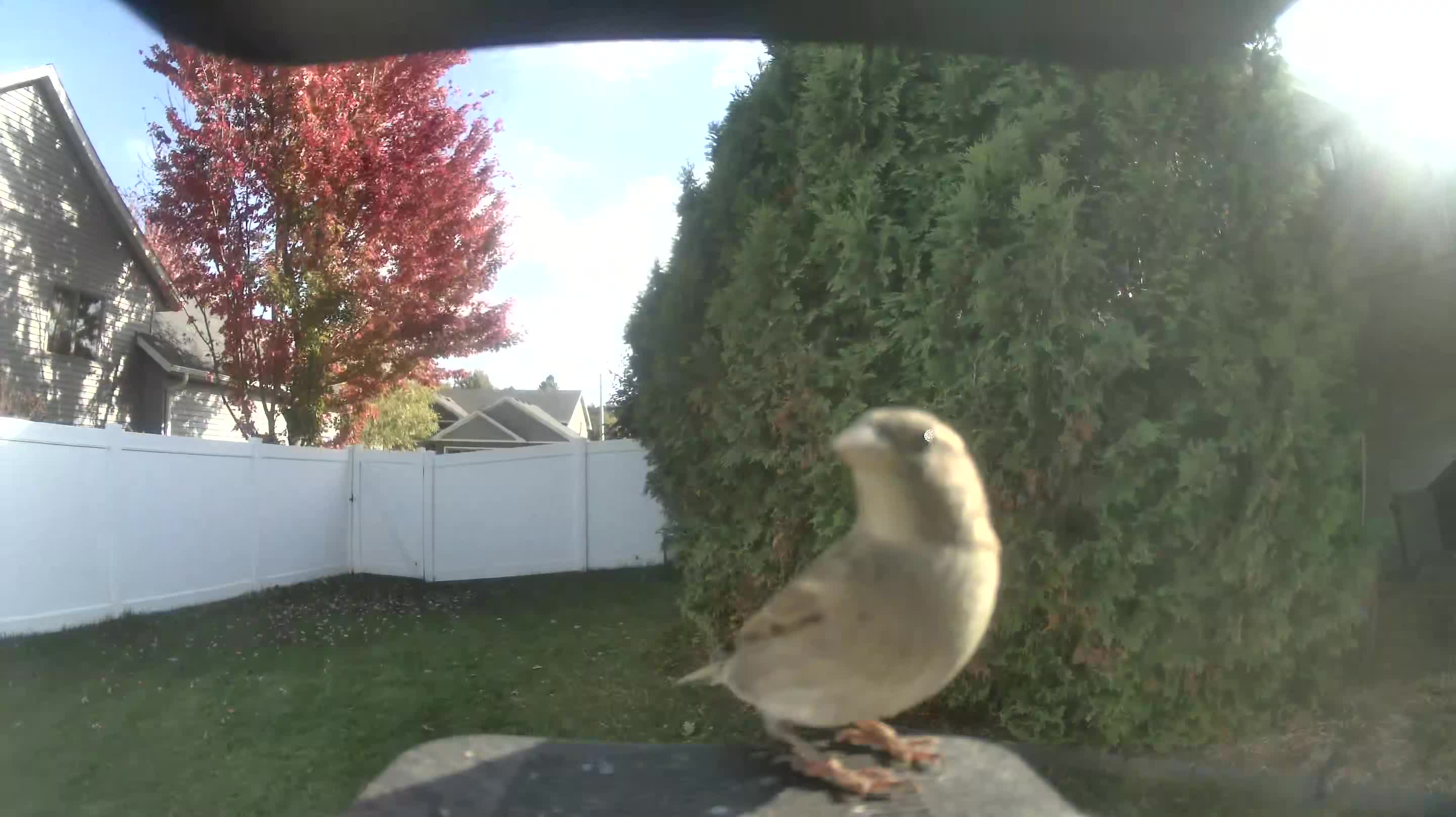 House Sparrow