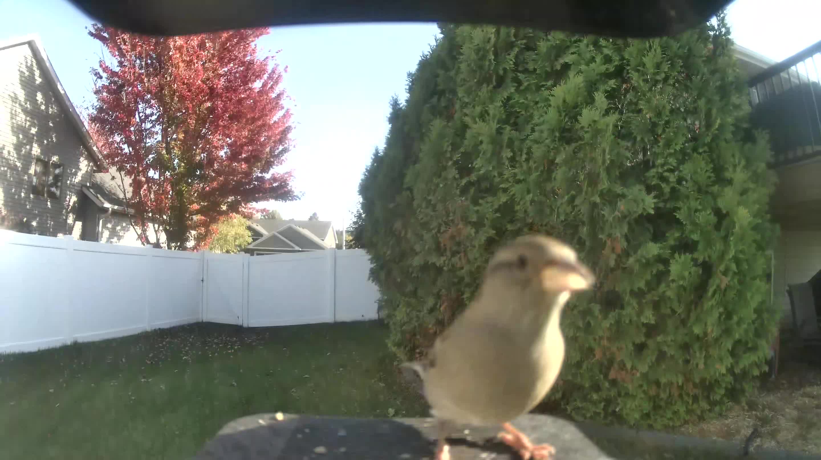 House Sparrow