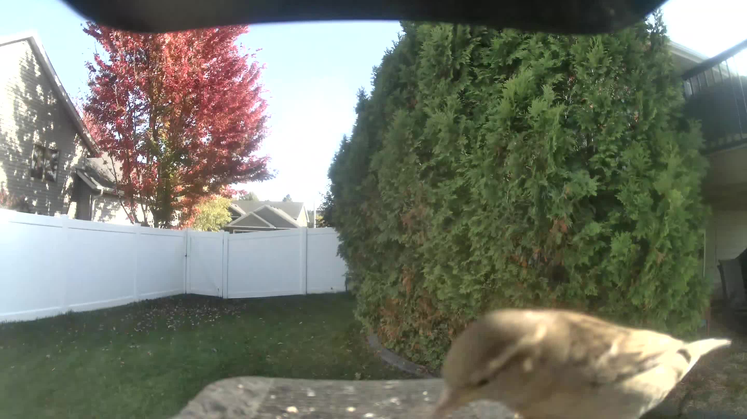 House Sparrow