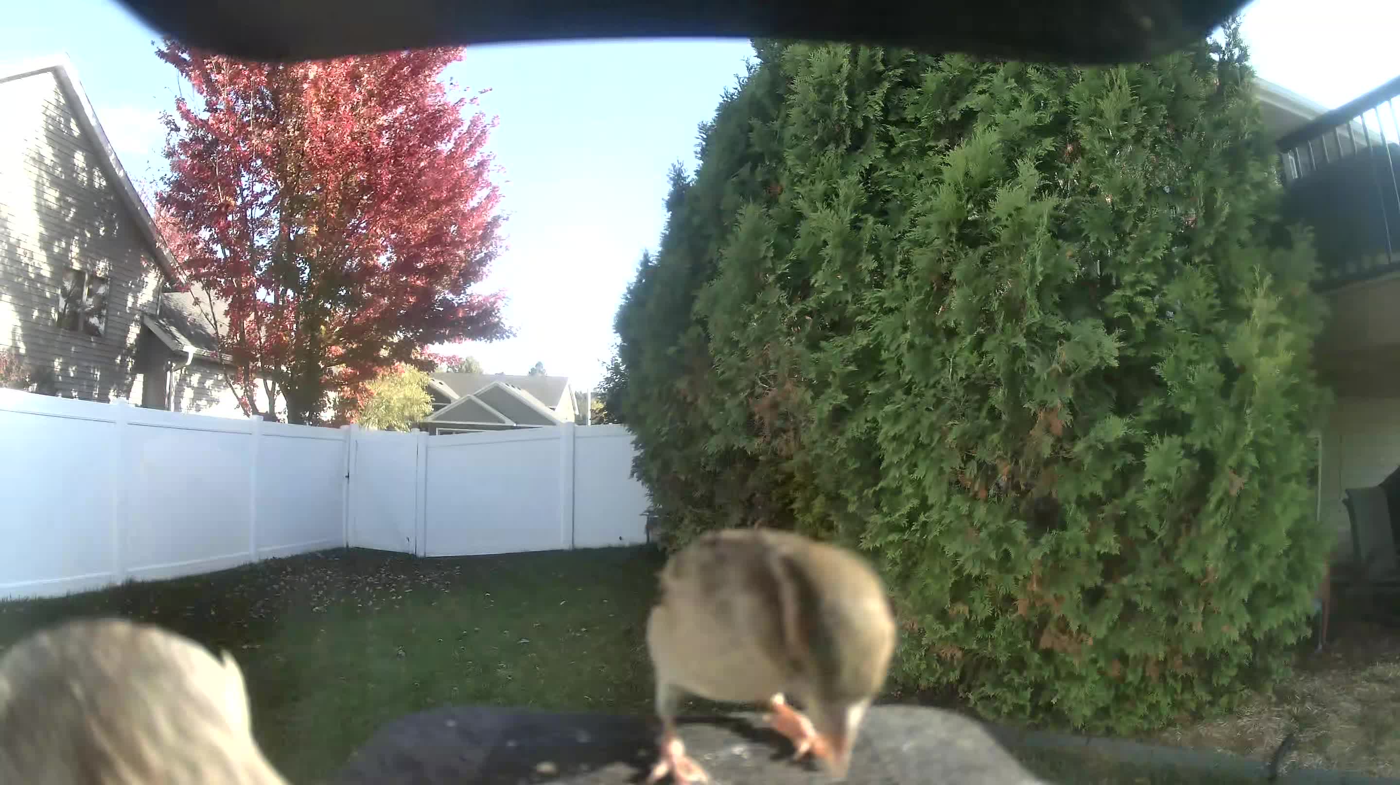 House Sparrow