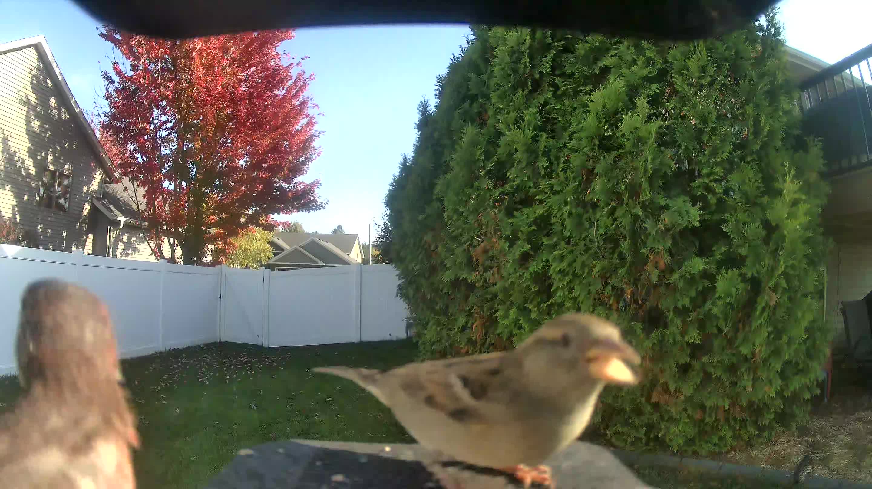 House Sparrow