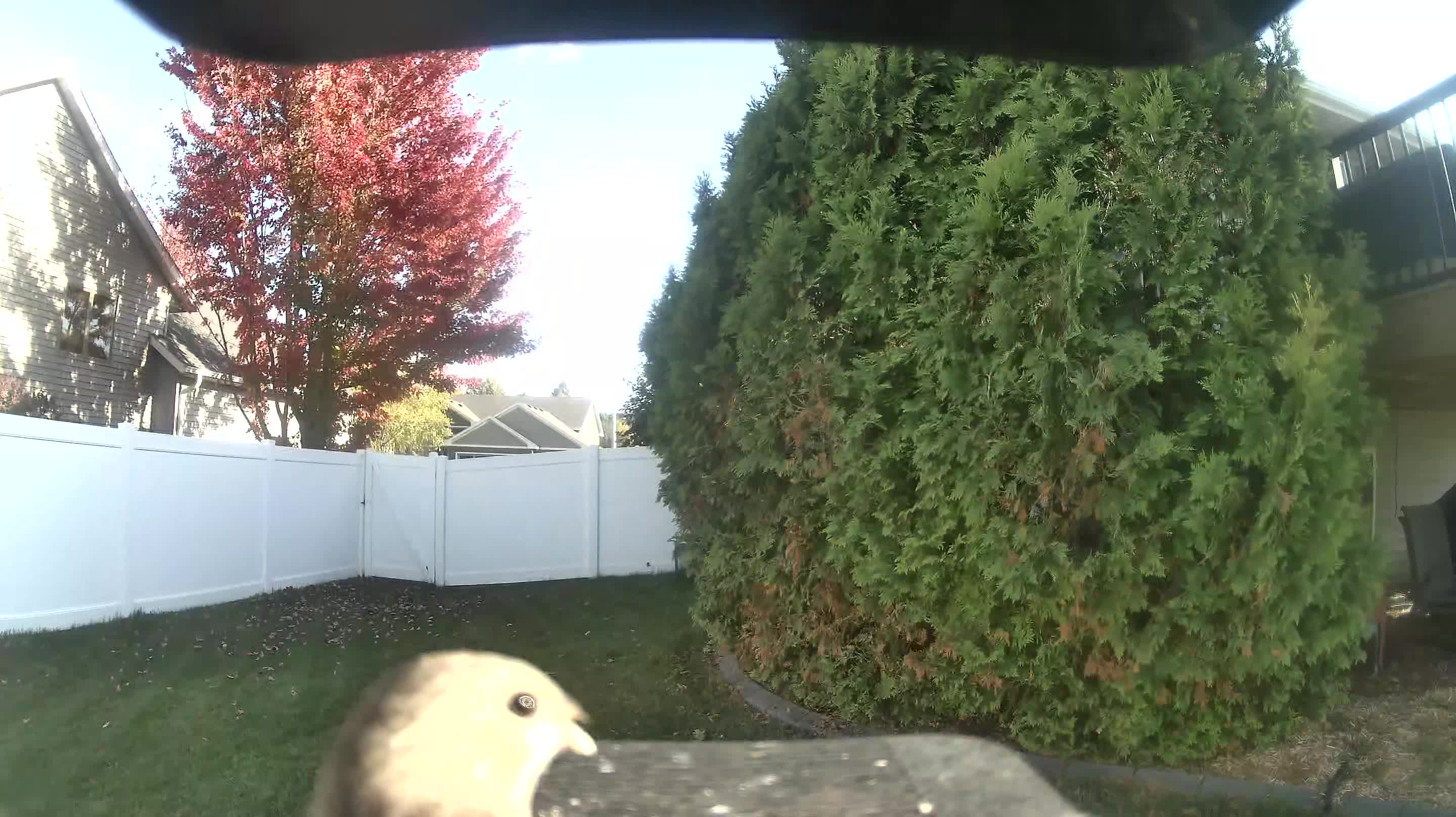 Mourning Dove
